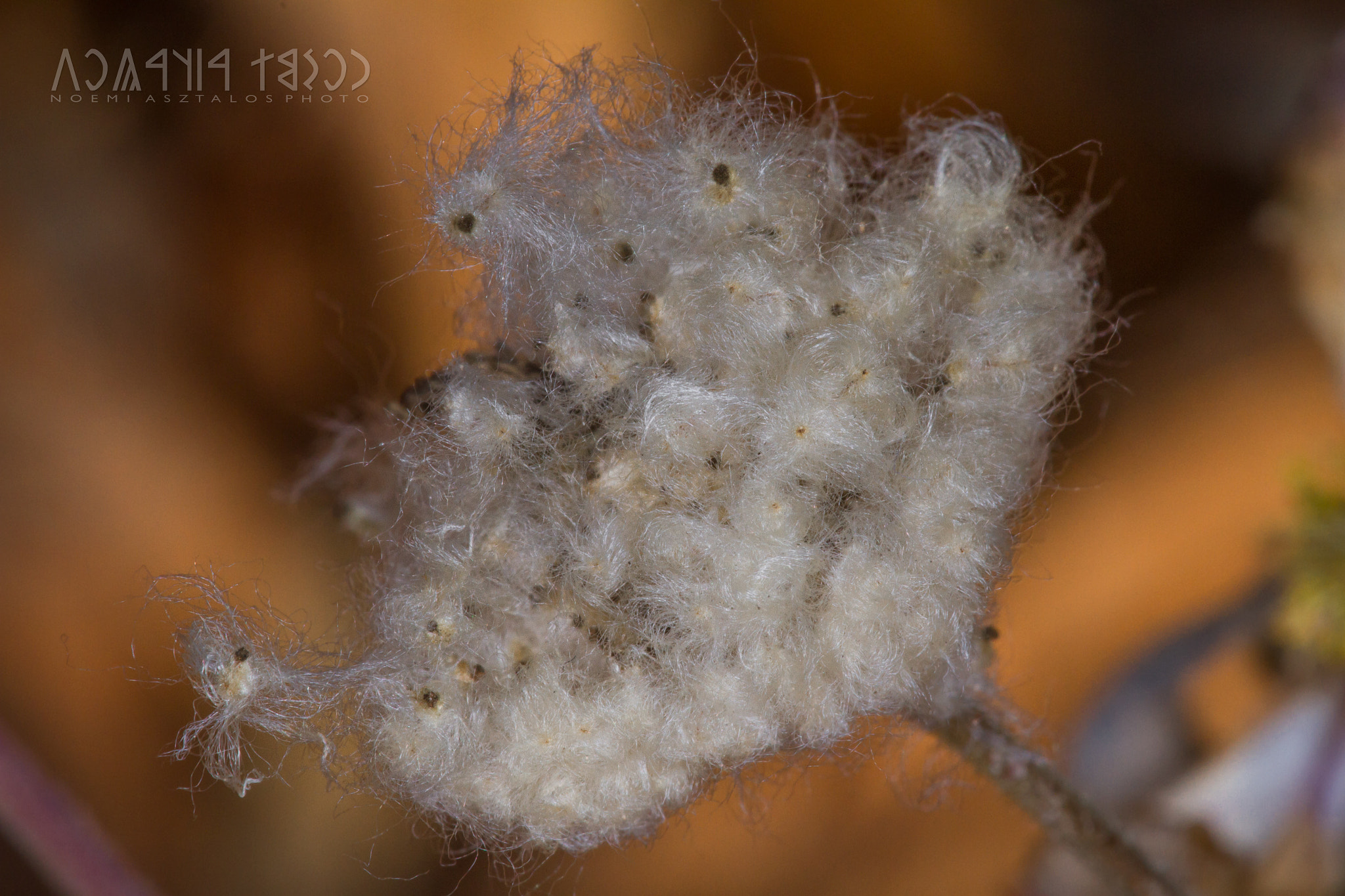 Canon EF 180mm F3.5L Macro USM sample photo. Falling seed photography