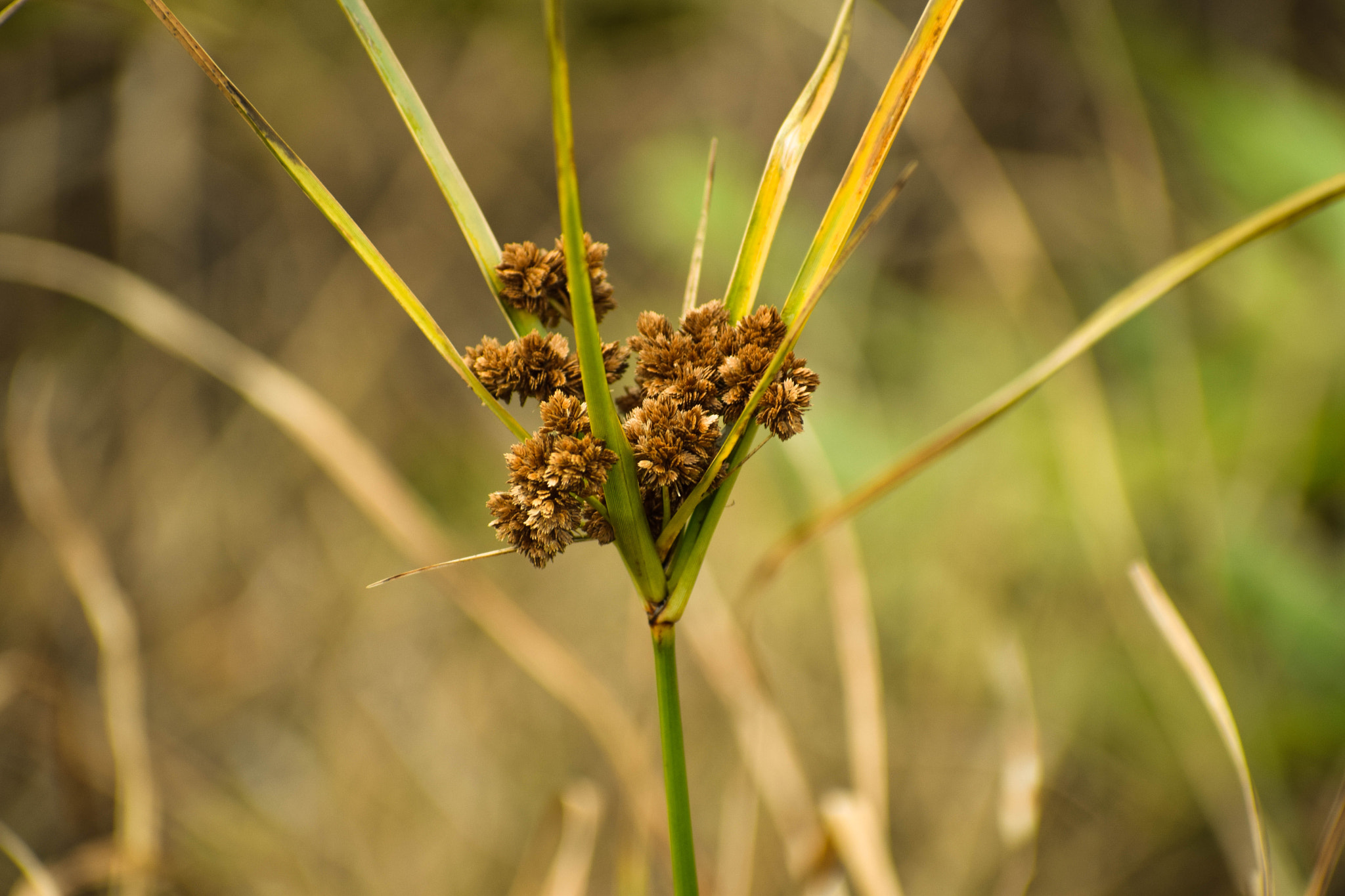 Nikon AF-S Nikkor 70-200mm F2.8G ED VR II sample photo. Sweet macro from the pond by my house. photography