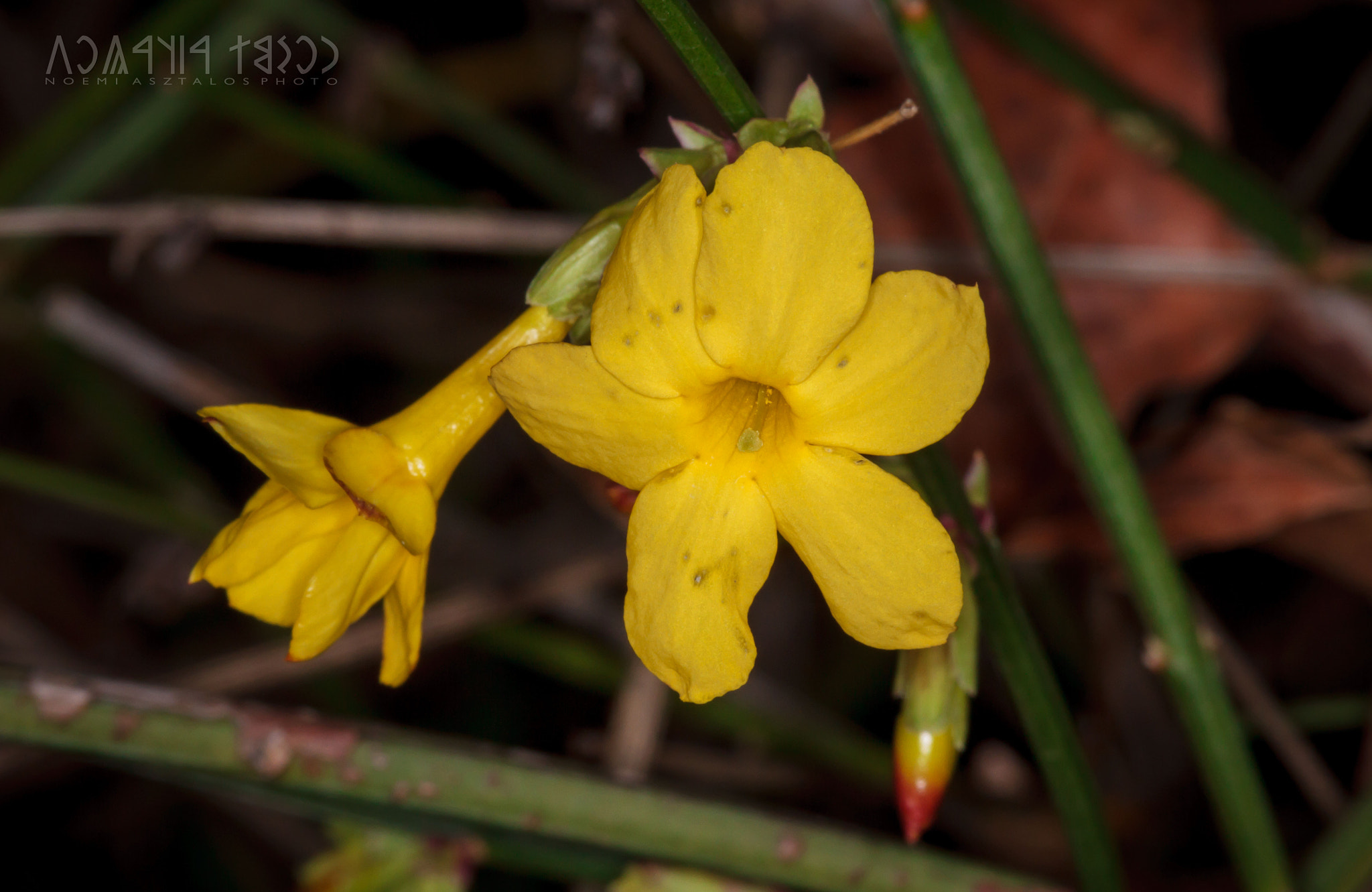 Canon EF 180mm F3.5L Macro USM sample photo. Yellow beauty photography