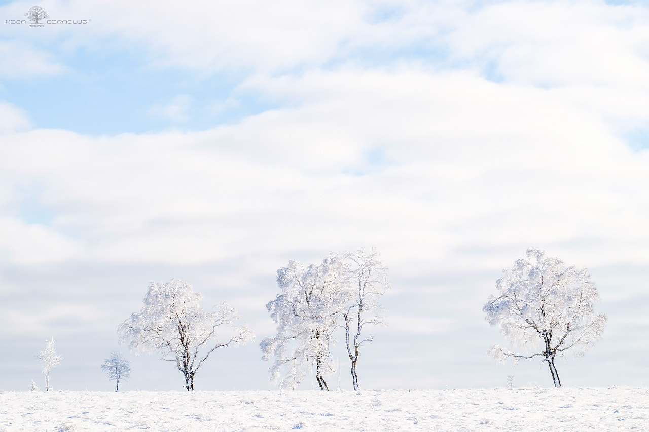 Fujifilm X-T1 + Fujifilm XF 90mm F2 R LM WR sample photo. Divine white light photography