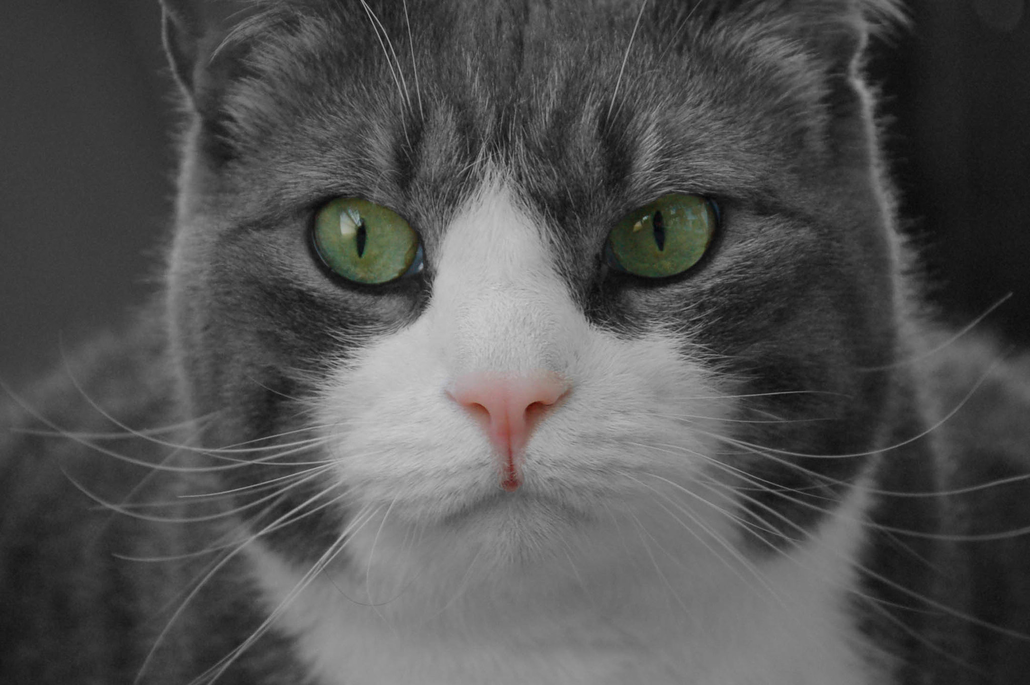 Nikon D50 sample photo. The eyes of the cat! photography