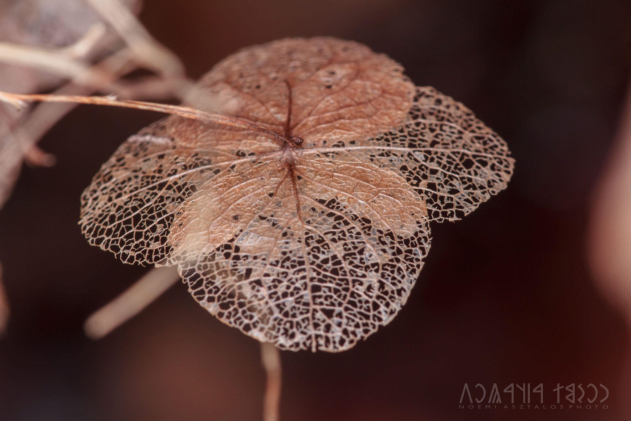Canon EF 180mm F3.5L Macro USM sample photo. Lacy photography