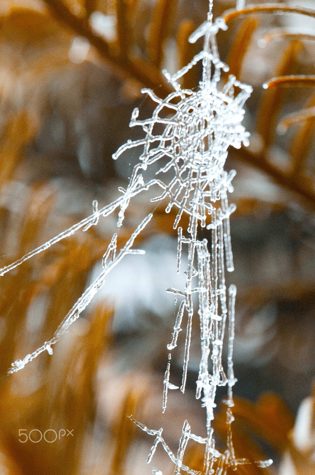 Nikon AF-S Micro-Nikkor 105mm F2.8G IF-ED VR sample photo. Inge abc photography