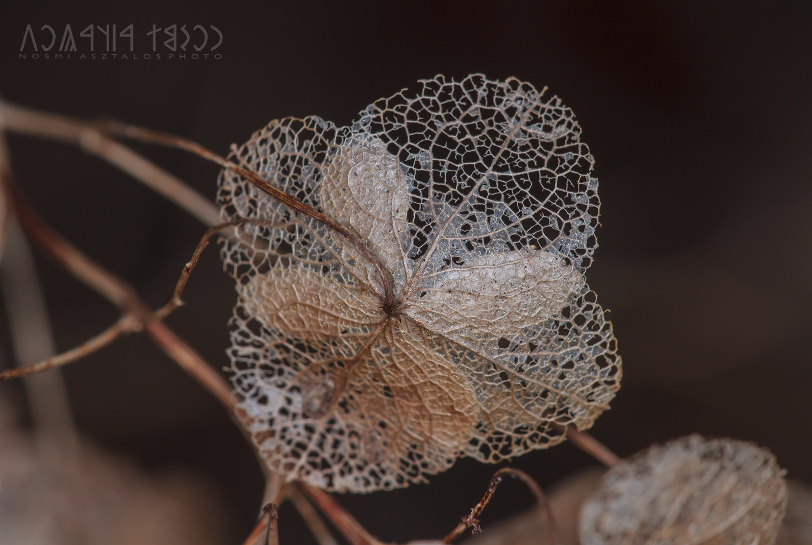 Canon EF 180mm F3.5L Macro USM sample photo. Delicate photography