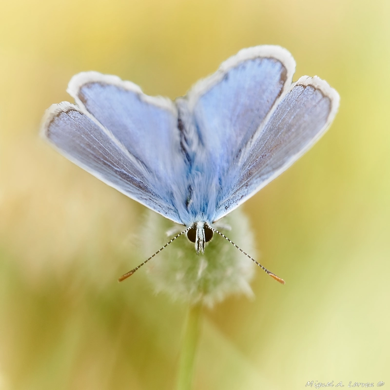 150mm F2.8 sample photo. Polyommatus icarus photography