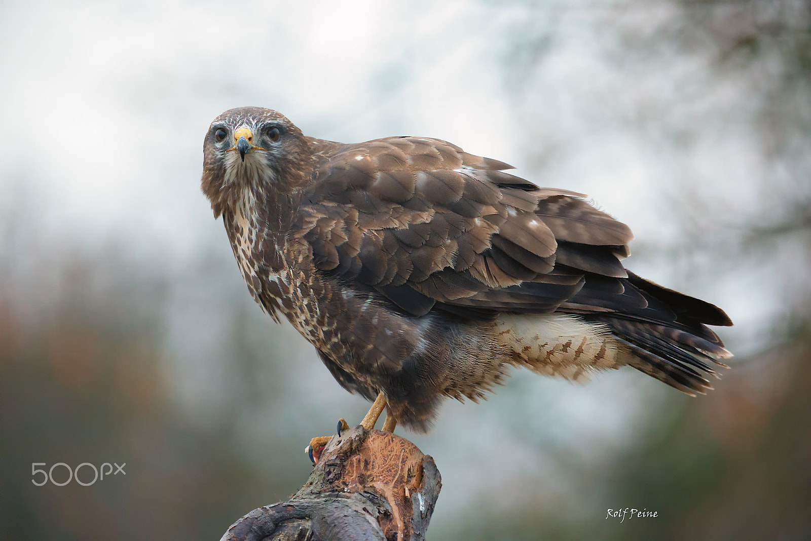 Nikon D800 + Sigma 300-800mm F5.6 EX DG HSM sample photo. Bussard am morgen fb photography