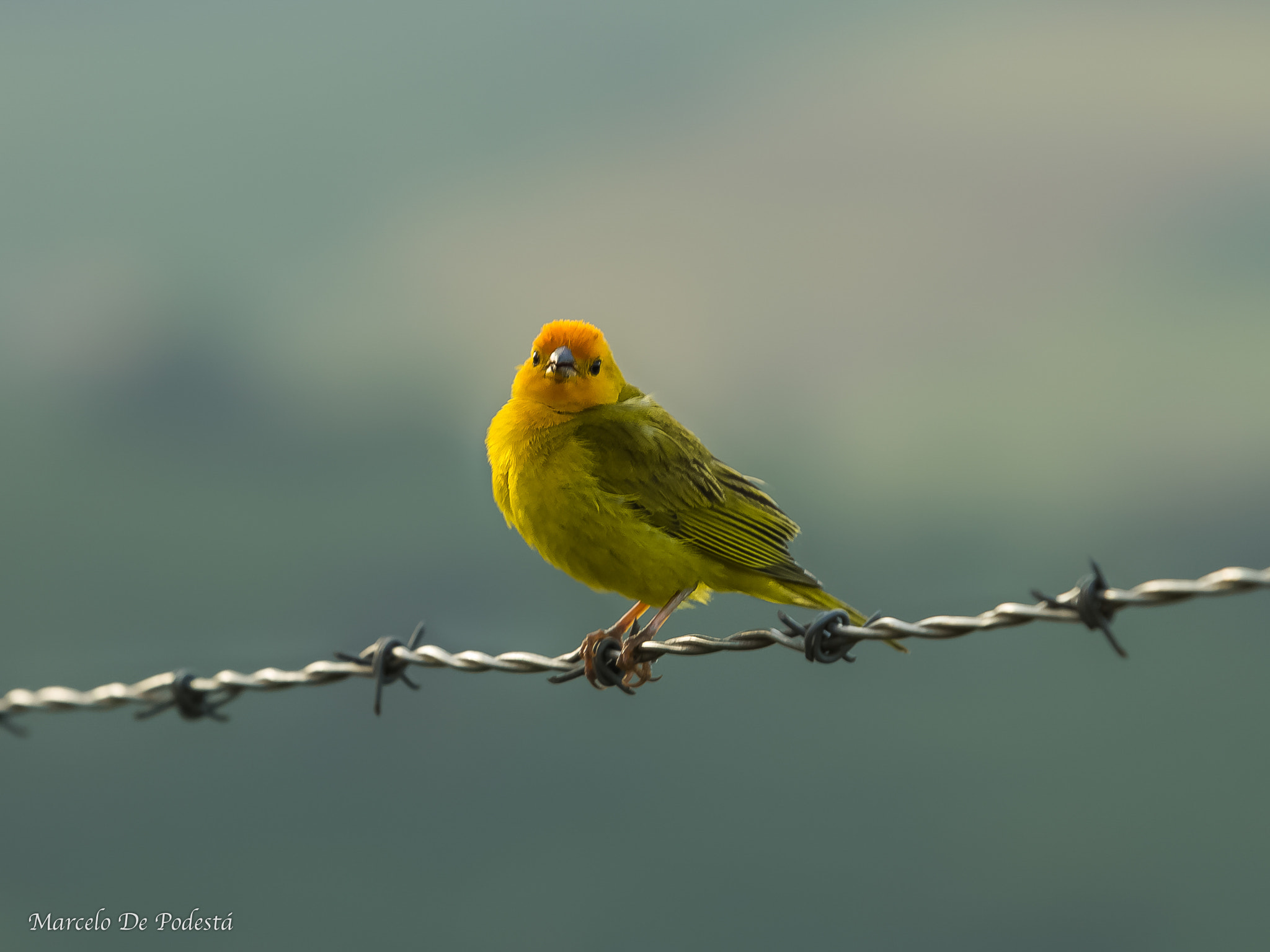 Canon EOS 1100D (EOS Rebel T3 / EOS Kiss X50) + Canon EF 70-200mm F4L USM sample photo. Saffron finch (sicalis flaveola) photography