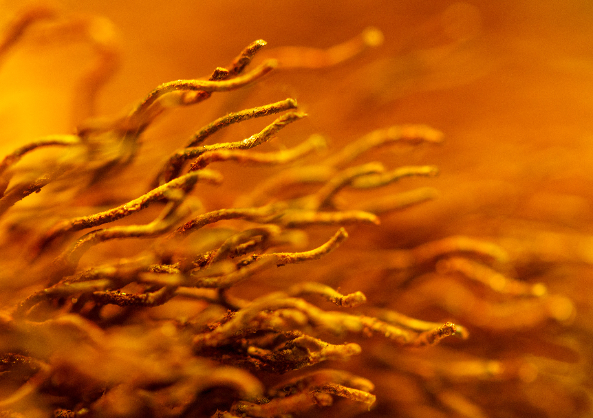 Canon EF-S 60mm F2.8 Macro USM sample photo. Oxidized tendrils photography