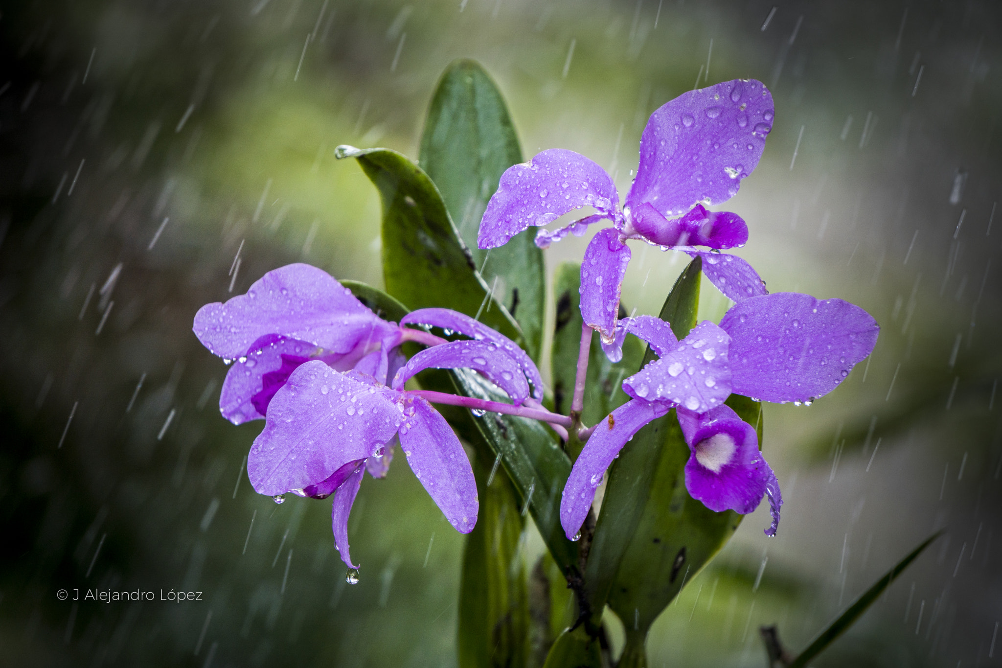 Sony a6300 + Sony E 55-210mm F4.5-6.3 OSS sample photo. Bells natural 3 photography