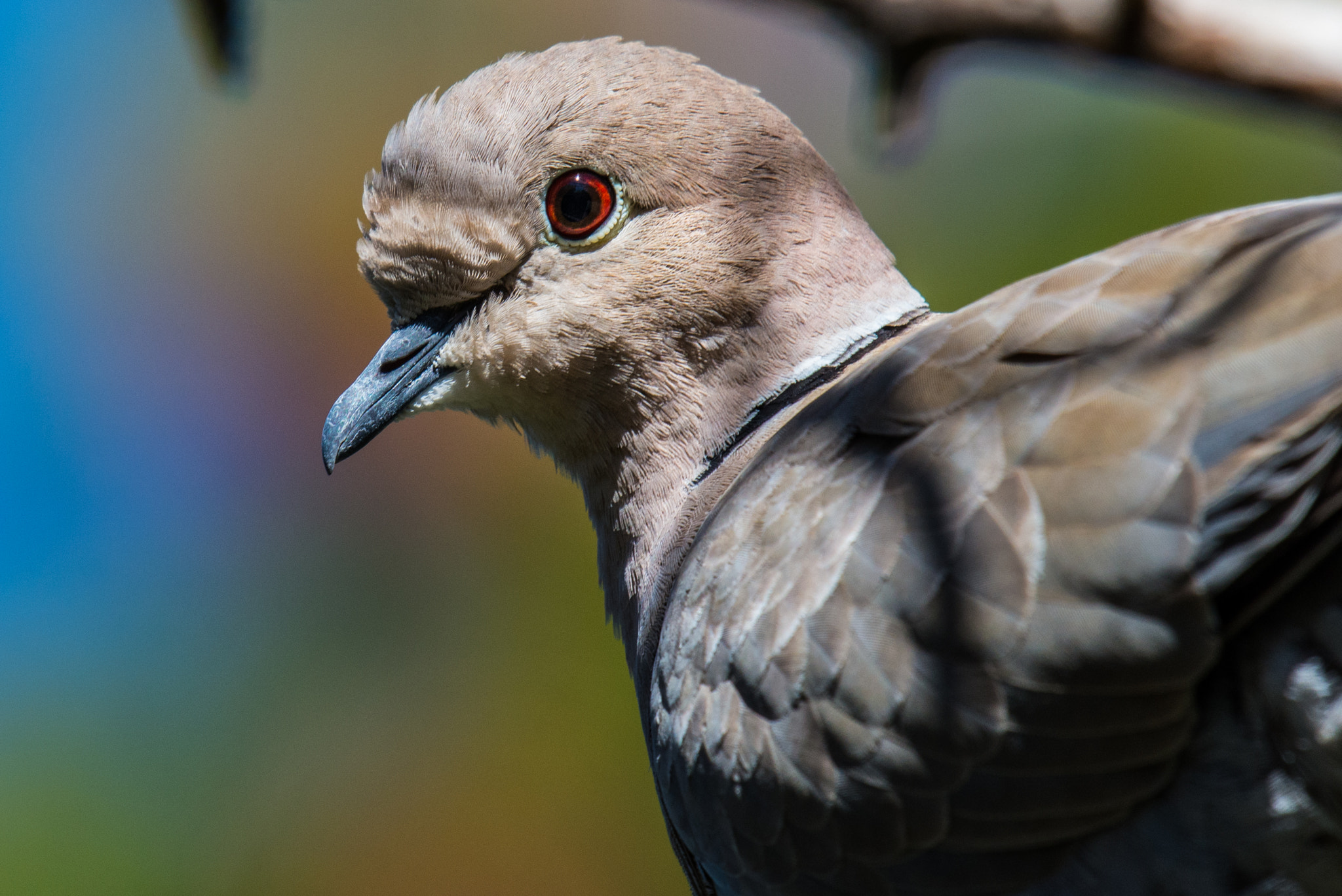 Nikon D600 + Nikon AF-S Nikkor 500mm F4G ED VR sample photo. Mourning dove photography