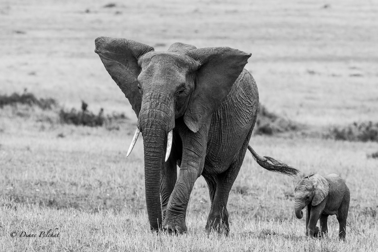Canon EF 300mm F2.8L IS II USM sample photo. 1st scene mom elephant attentive to her baby. photography