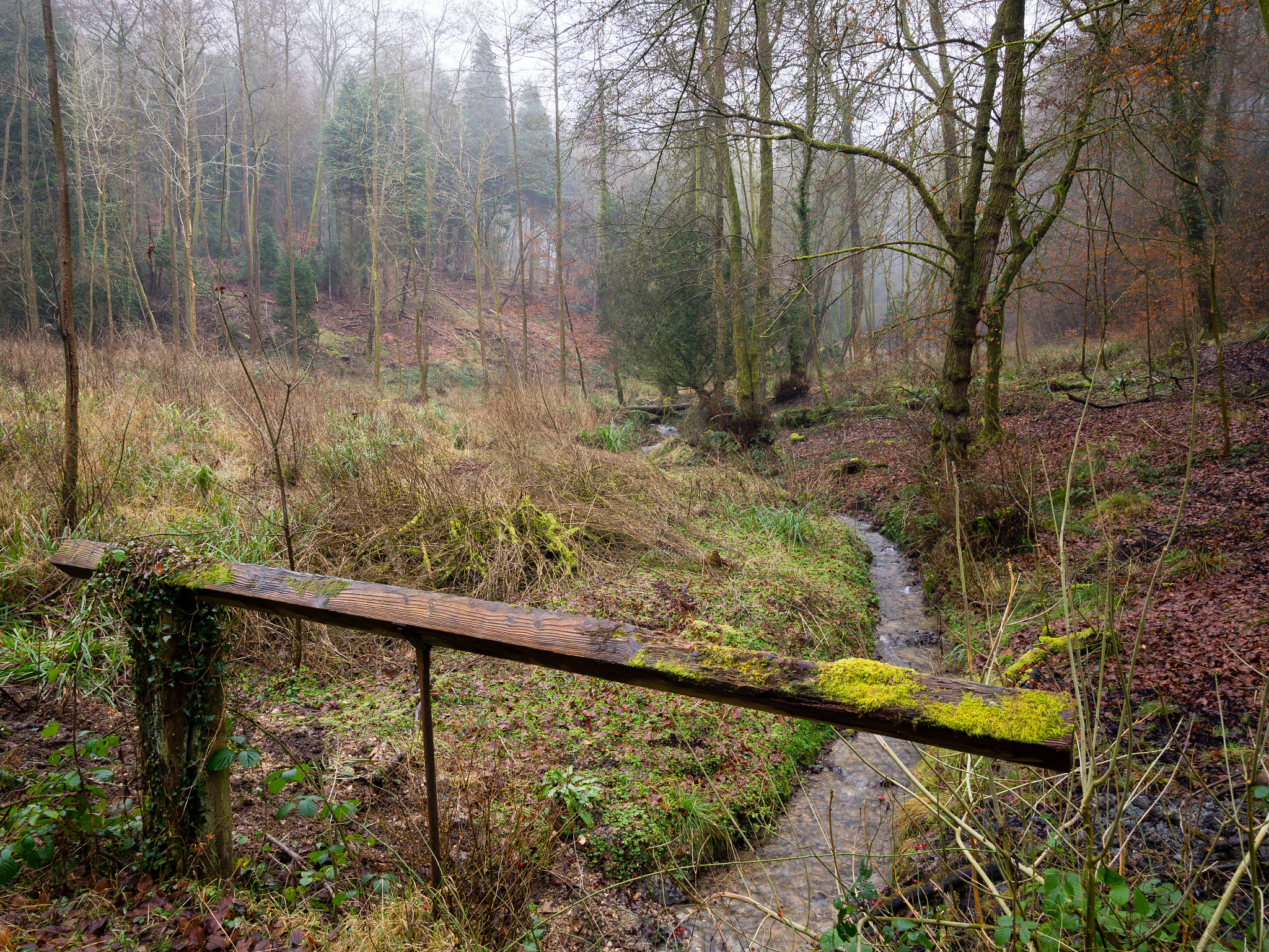 Olympus OM-D E-M1 Mark II + Olympus M.Zuiko Digital ED 7-14mm F2.8 PRO sample photo. Mossy beam photography