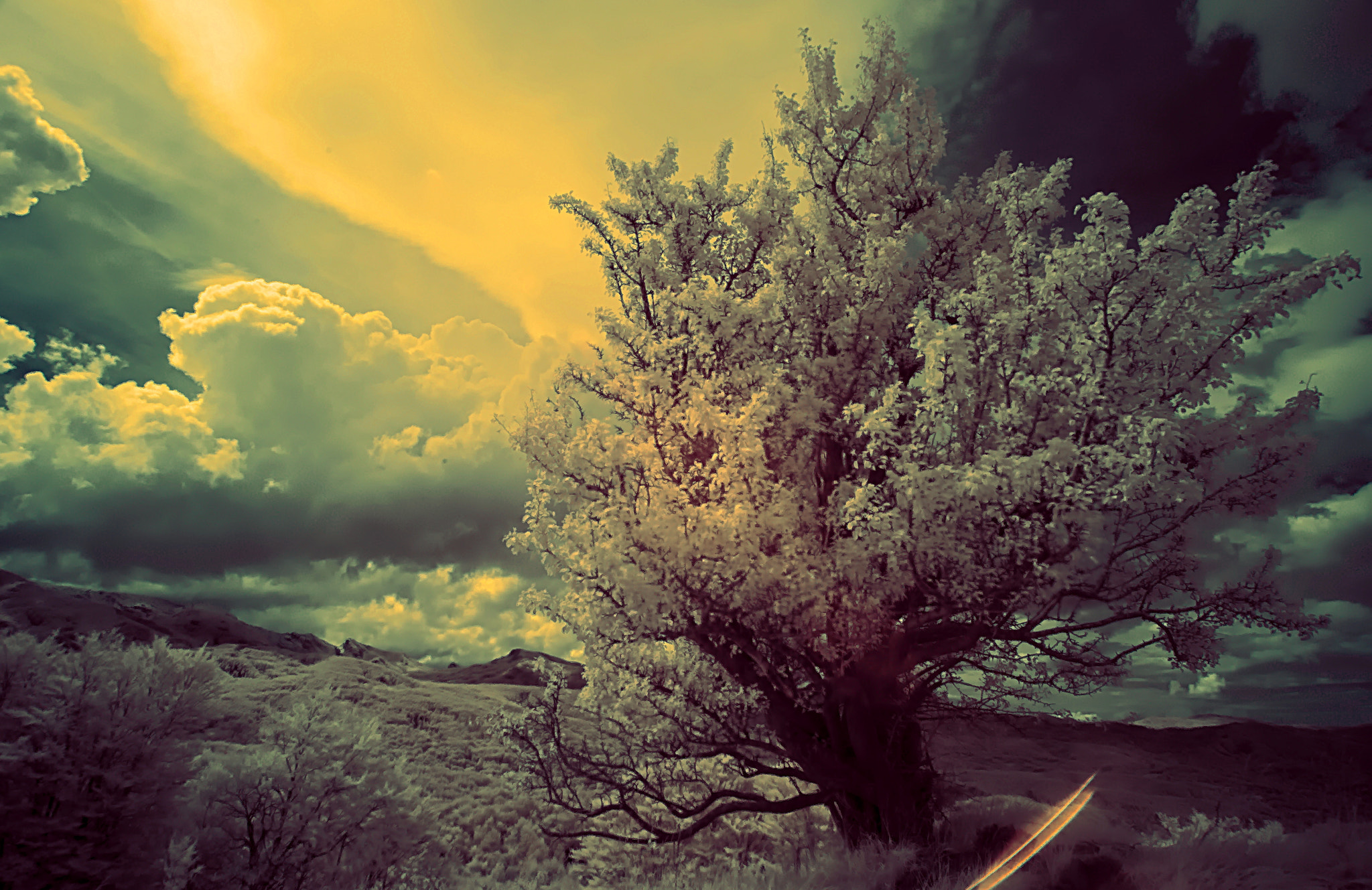 Nikon D80 sample photo. The trees they do grow high photography