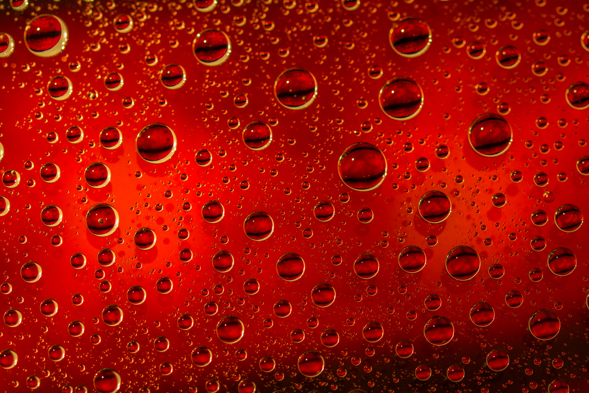 Canon EF 100mm F2.8L Macro IS USM sample photo. Img photography