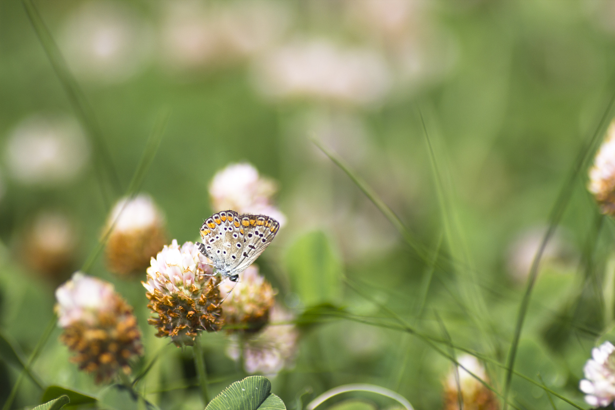 Tamron SP AF 90mm F2.8 Di Macro sample photo. Butterfly photography