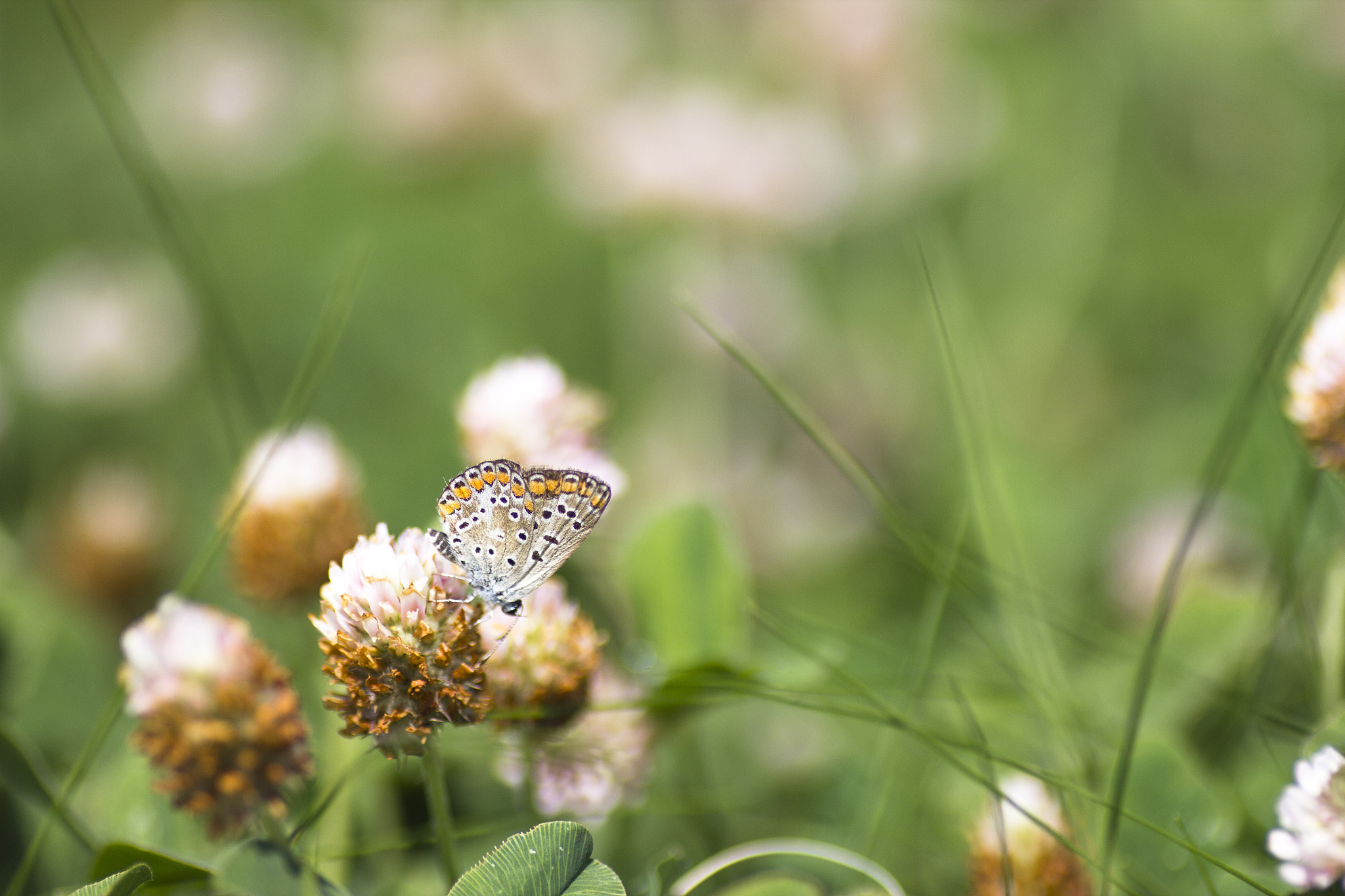 Canon EOS 550D (EOS Rebel T2i / EOS Kiss X4) + Tamron SP AF 90mm F2.8 Di Macro sample photo. Butterfly photography