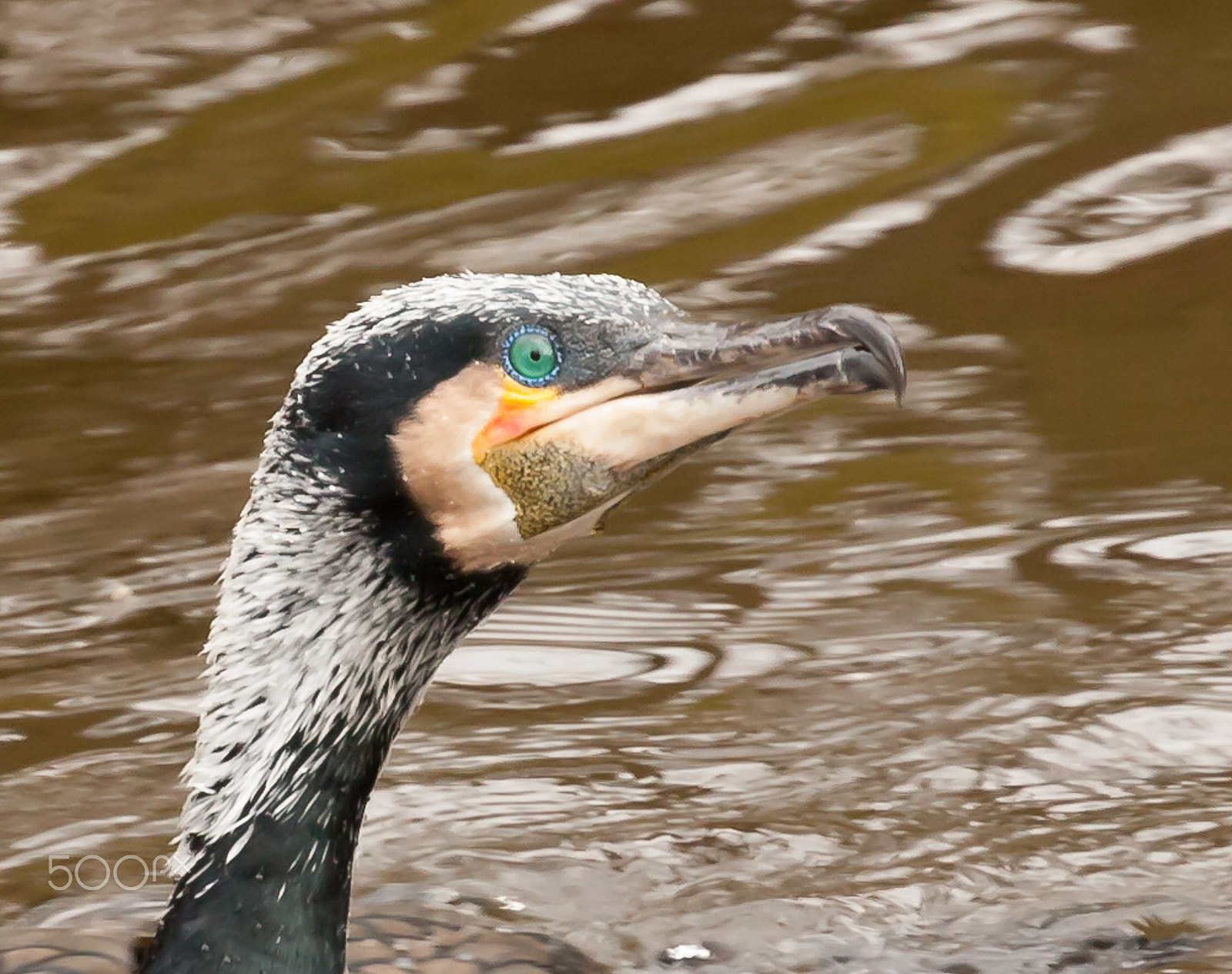 Canon EOS 40D + Canon EF 70-200mm F4L USM sample photo. Cormorant / baltstooi aalscholver photography