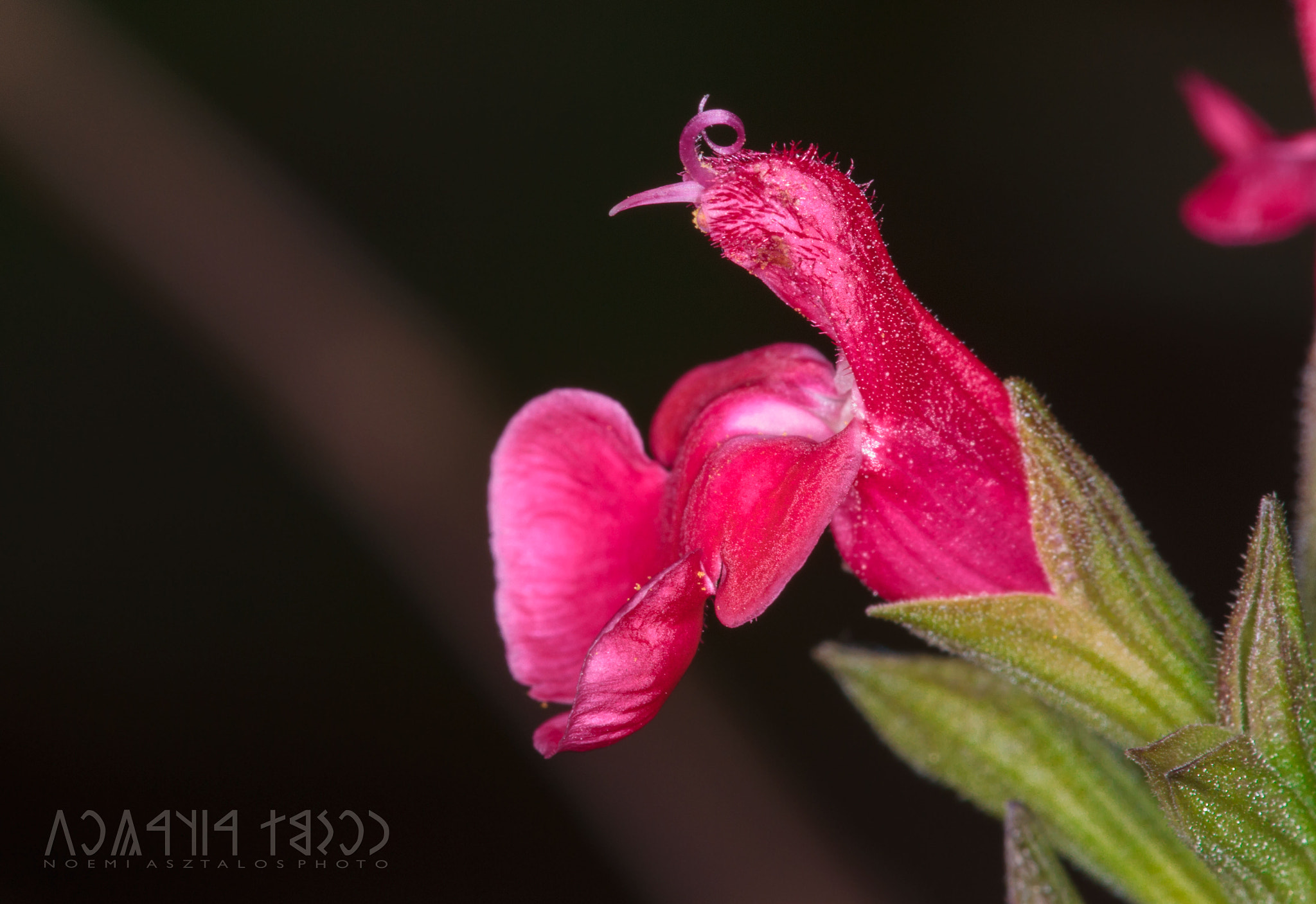 Canon EF 180mm F3.5L Macro USM sample photo. Last blooms photography