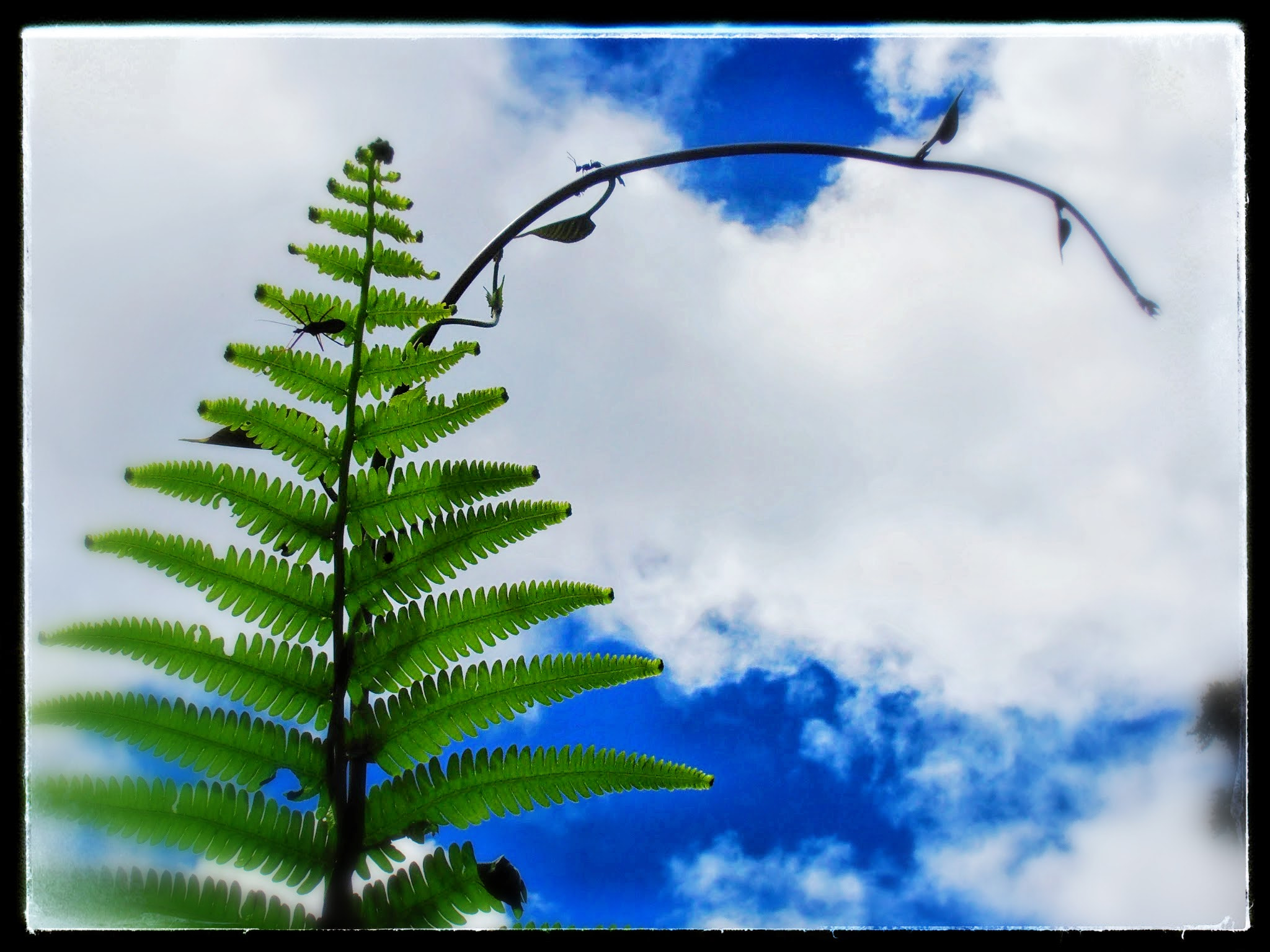 Olympus VR310,D720 sample photo. Greenferns at danmas,  feni island, papua new guinea photography