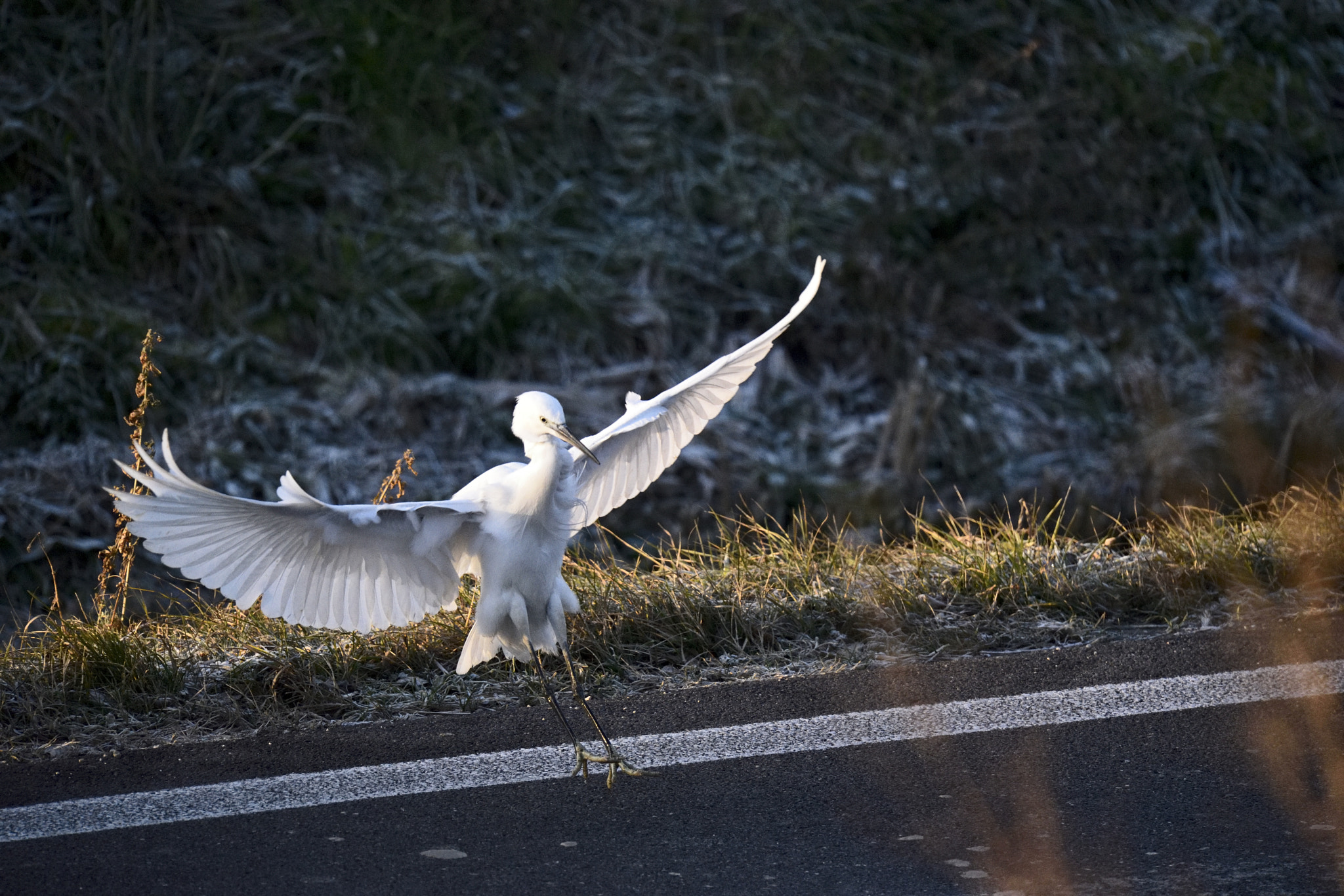 Nikon D750 + Sigma 150-600mm F5-6.3 DG OS HSM | S sample photo. _dsc2770_00001.jpg photography