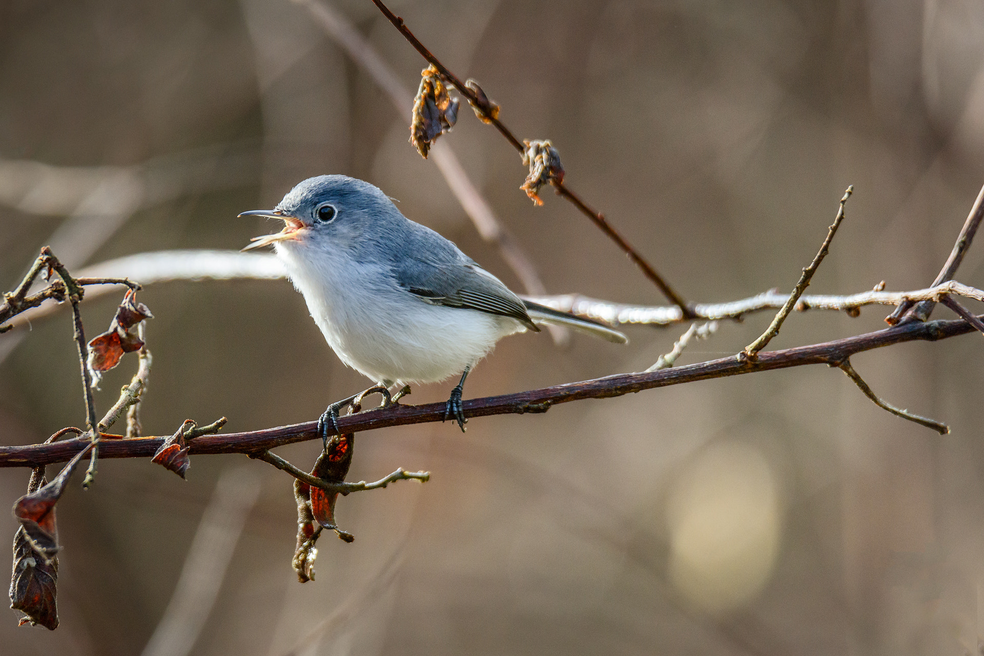 Nikon D810 + Sigma 50mm F2.8 EX DG Macro sample photo. Blue-gray gnatcatcher photography