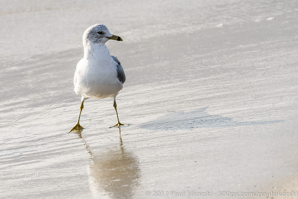 Nikon D4 sample photo. Ring-billed gull standing on the beach photography