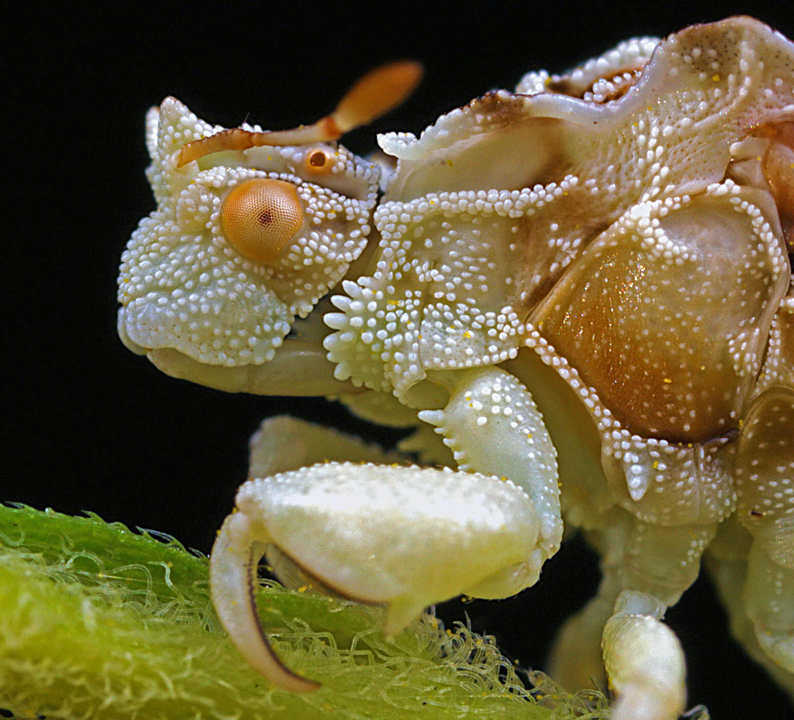 Canon EOS 5DS + Canon MP-E 65mm F2.5 1-5x Macro Photo sample photo. Ambush bug photography