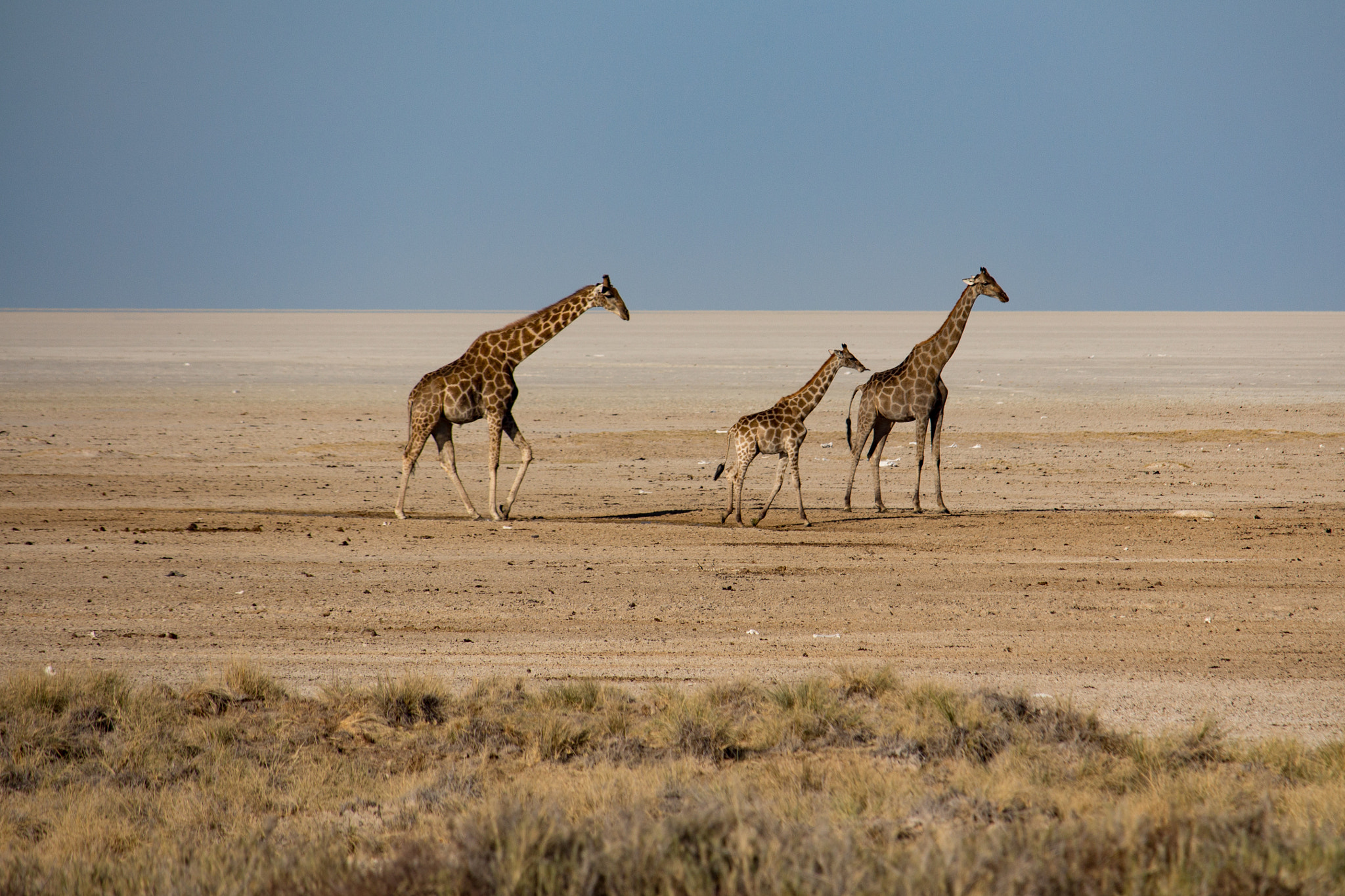 Canon EF-S 55-250mm F4-5.6 IS STM sample photo. Etosha photography