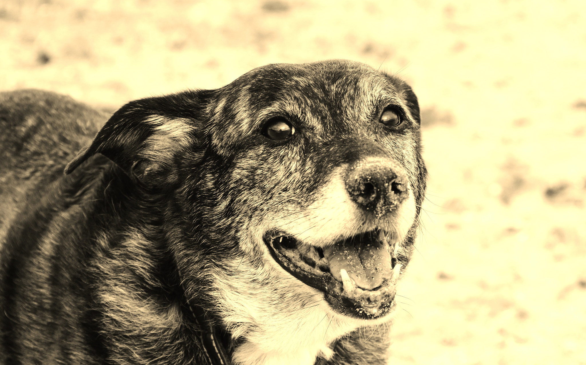 Nikon D5500 sample photo. 'jangles' trying to eat the beach. photography