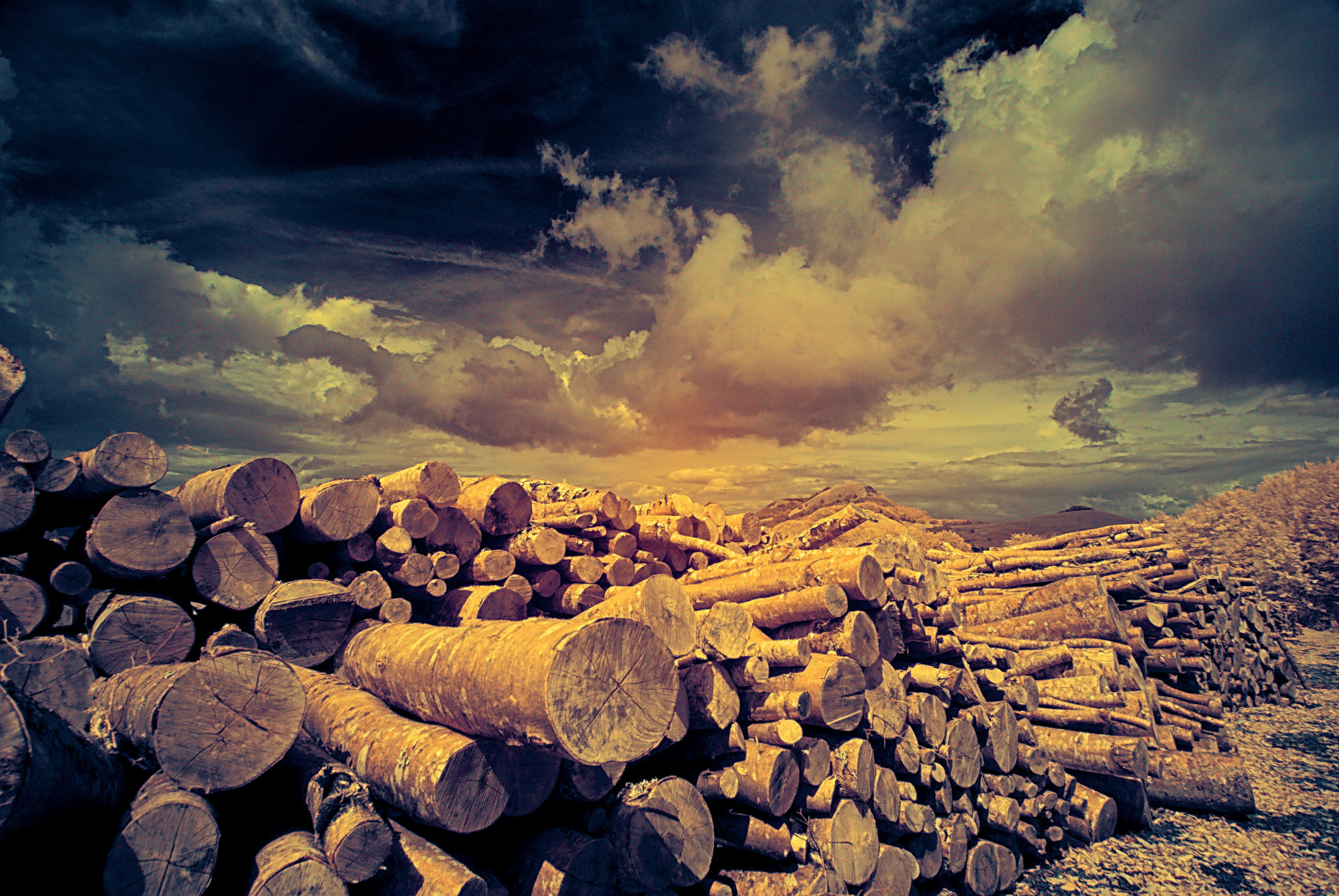 Nikon D80 sample photo. Chopped wood photography