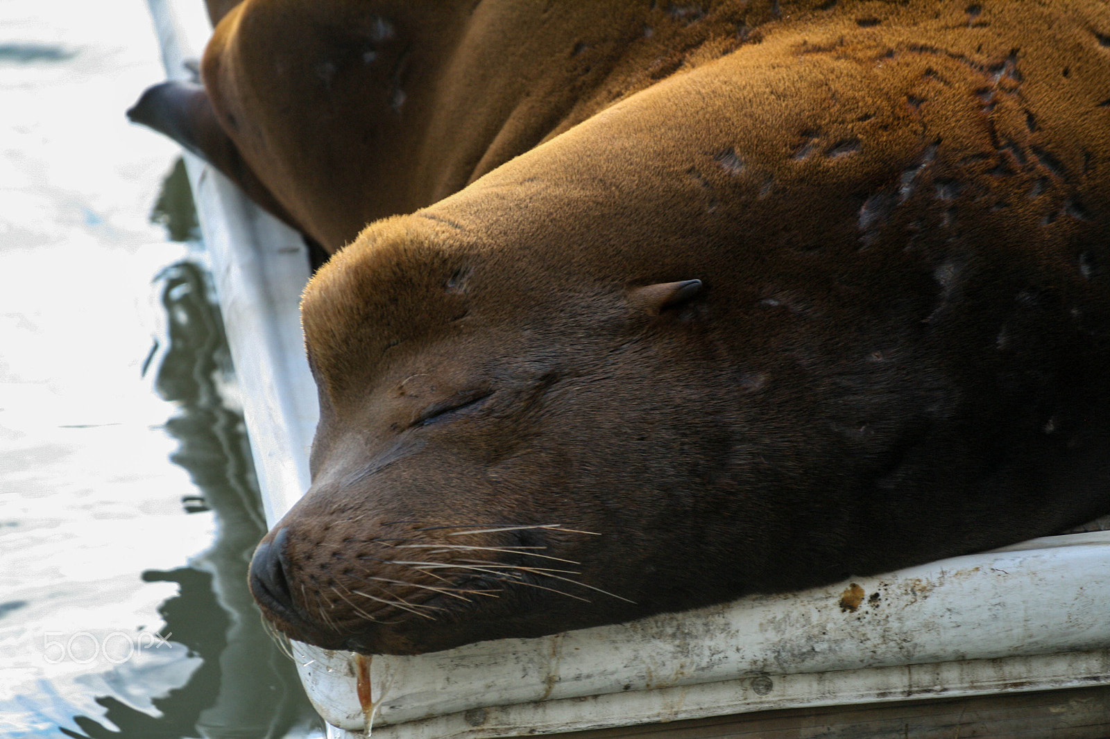 Sigma 70-300mm F4-5.6 APO DG Macro sample photo. Sea lion at fisherman's wharf pier san francisco us photography