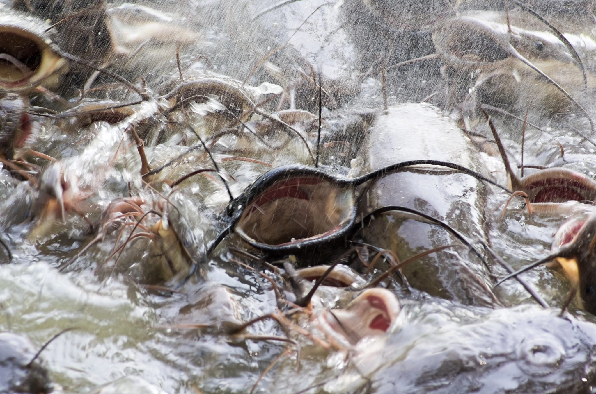 Pentax K-5 sample photo. Catfish photography