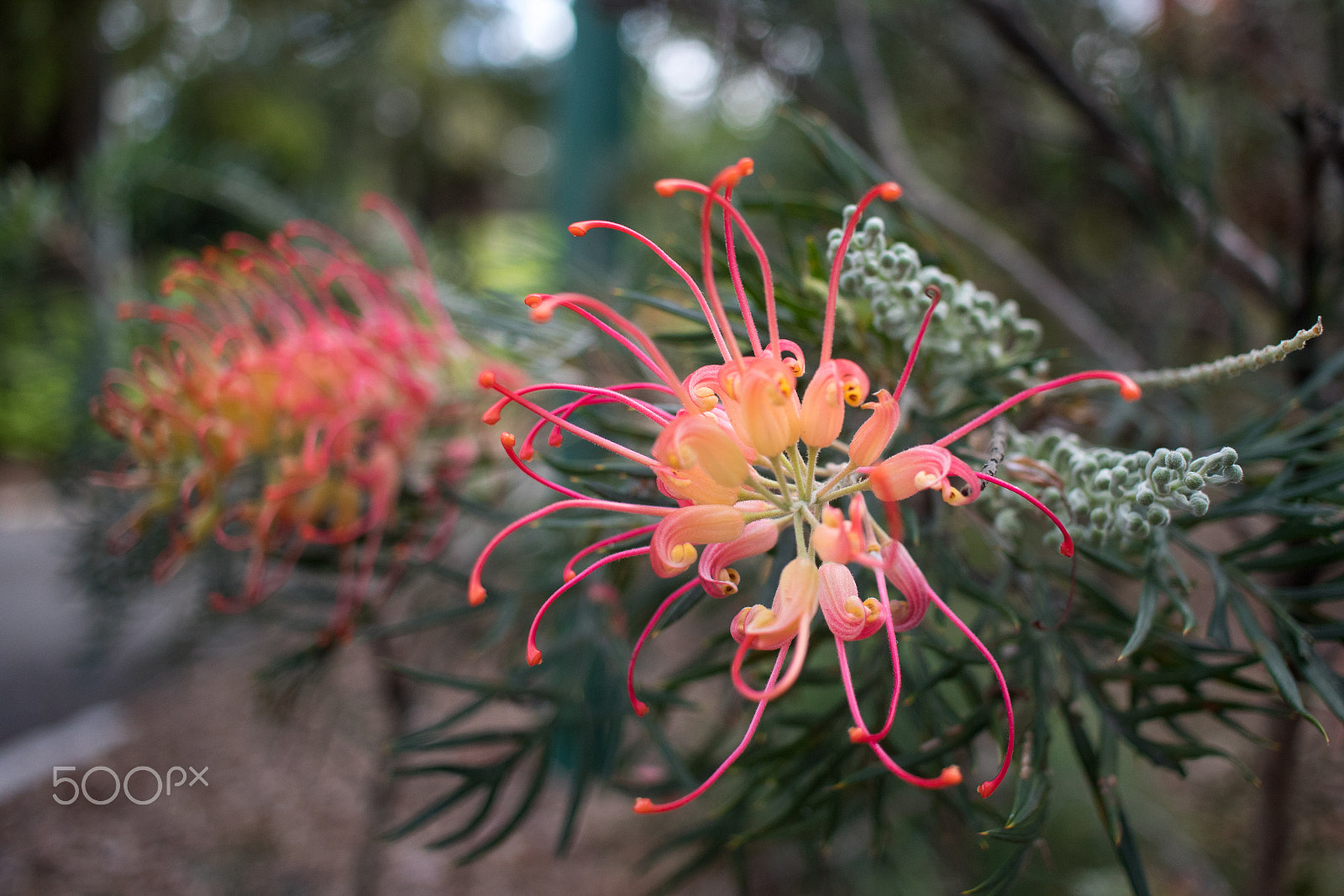 Canon EF-S 24mm F2.8 STM sample photo. Australian native flower 'grevillea' photography