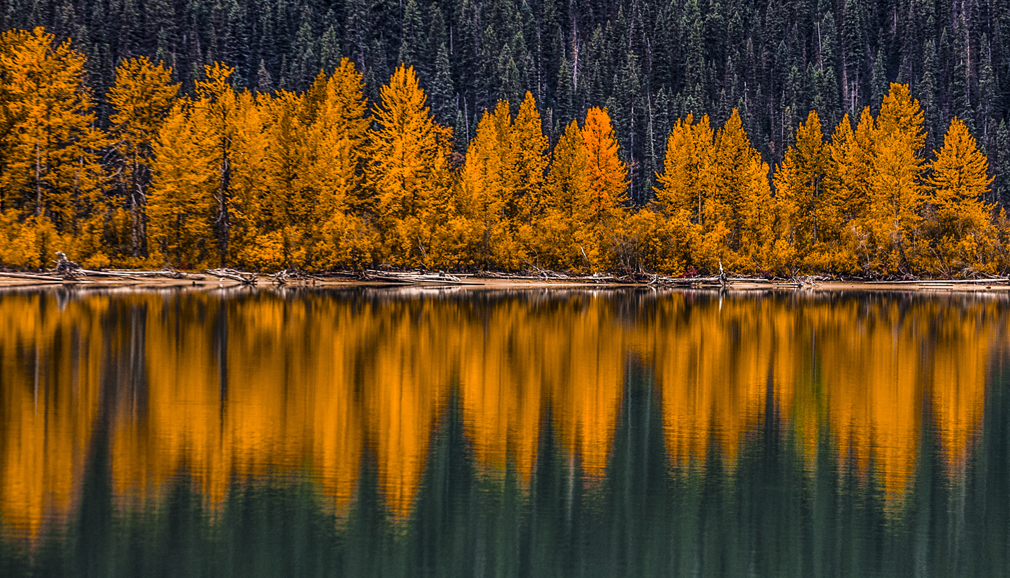 Canon EOS 5DS R + Canon EF 70-200mm F4L USM sample photo. Tree reflection fall bc, canada photography