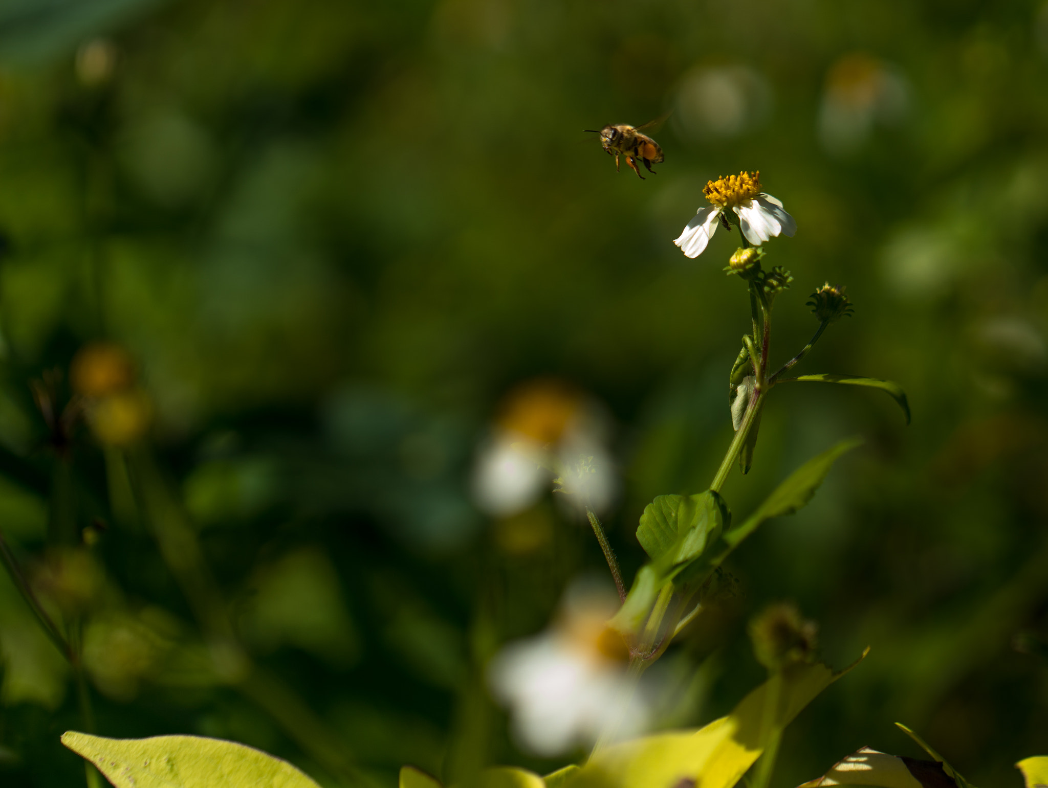 Canon EF 100mm F2.8L Macro IS USM sample photo. Bee flight photography