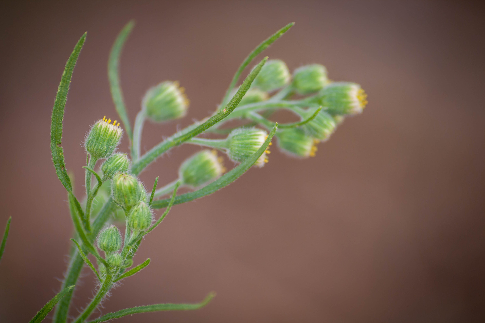 Sigma 70-300mm F4-5.6 APO DG Macro sample photo. Simple nature photography