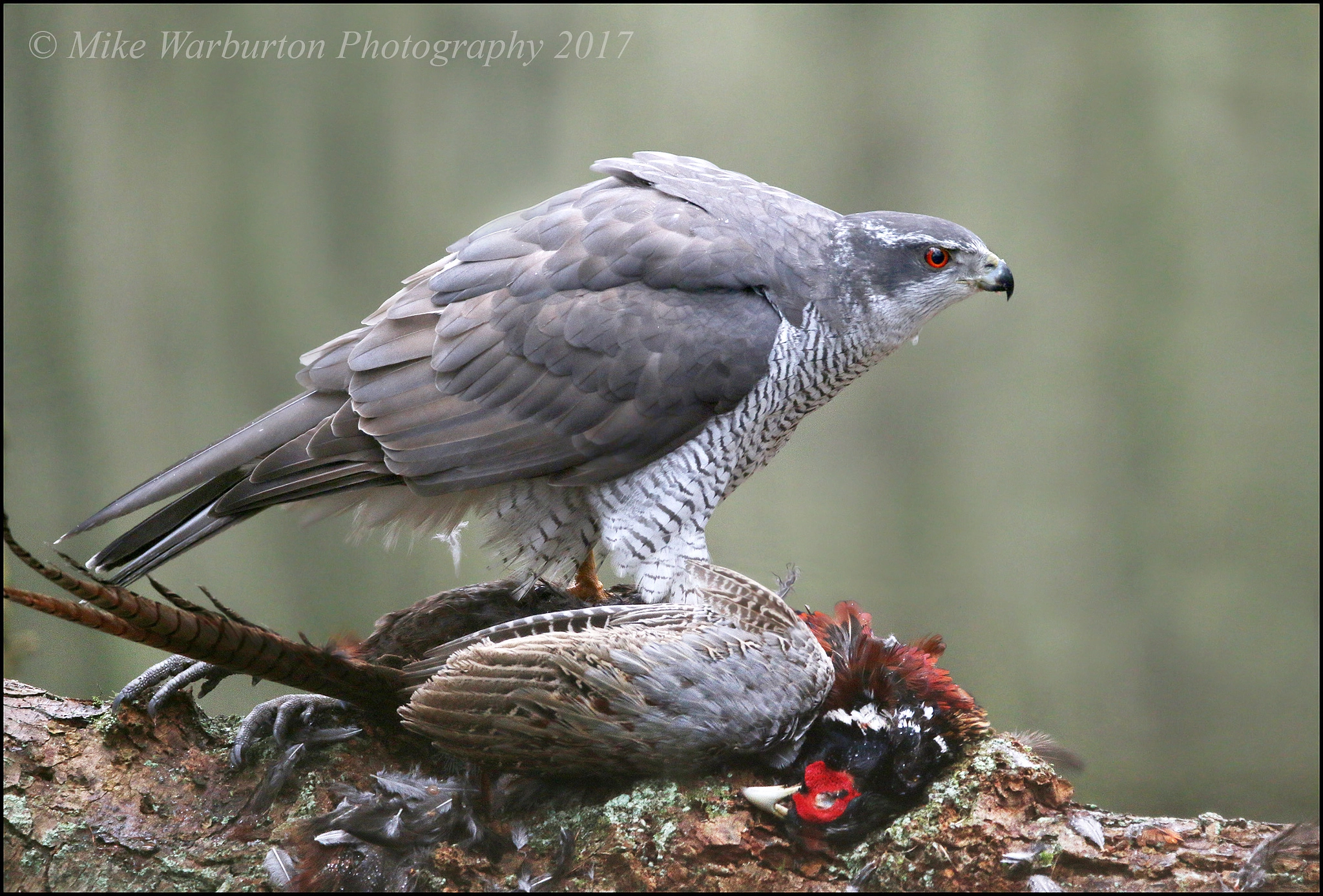 150-600mm F5-6.3 DG OS HSM | Contemporary 015 sample photo. Goshawk (male) photography