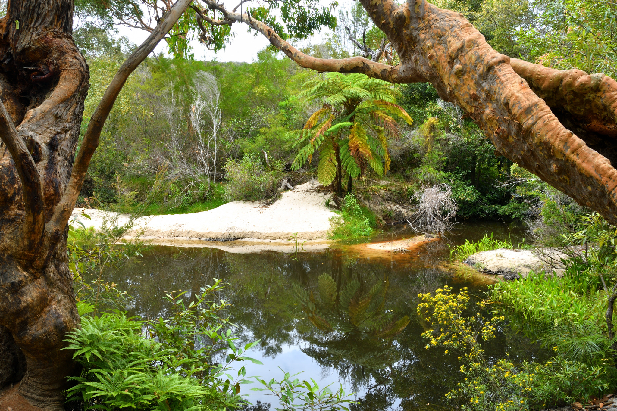 Nikon D500 sample photo. Billabong photography
