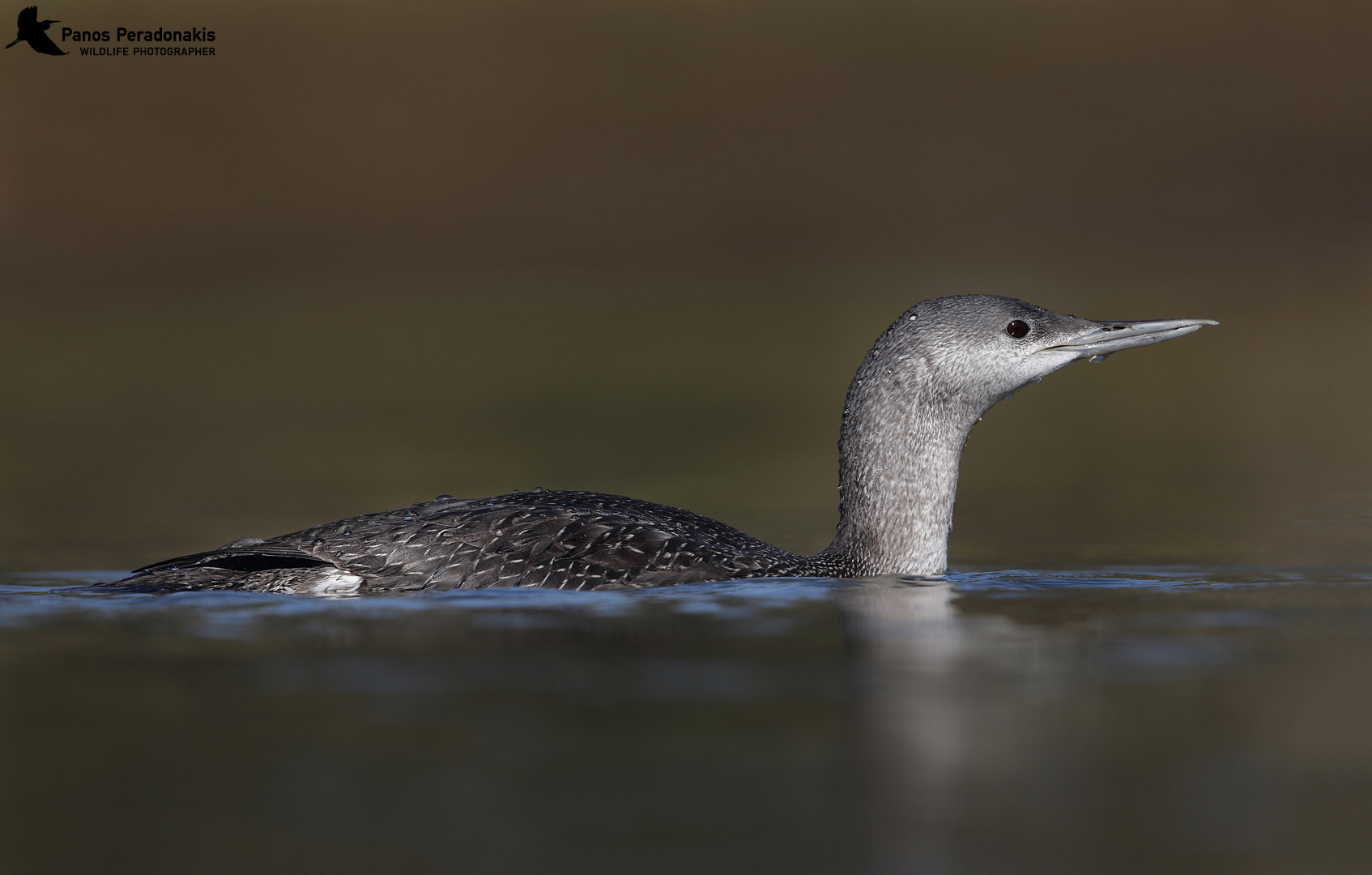 Canon EOS 80D sample photo. -red-throated diver-gavia stellata-Κηλιδοβούτι photography
