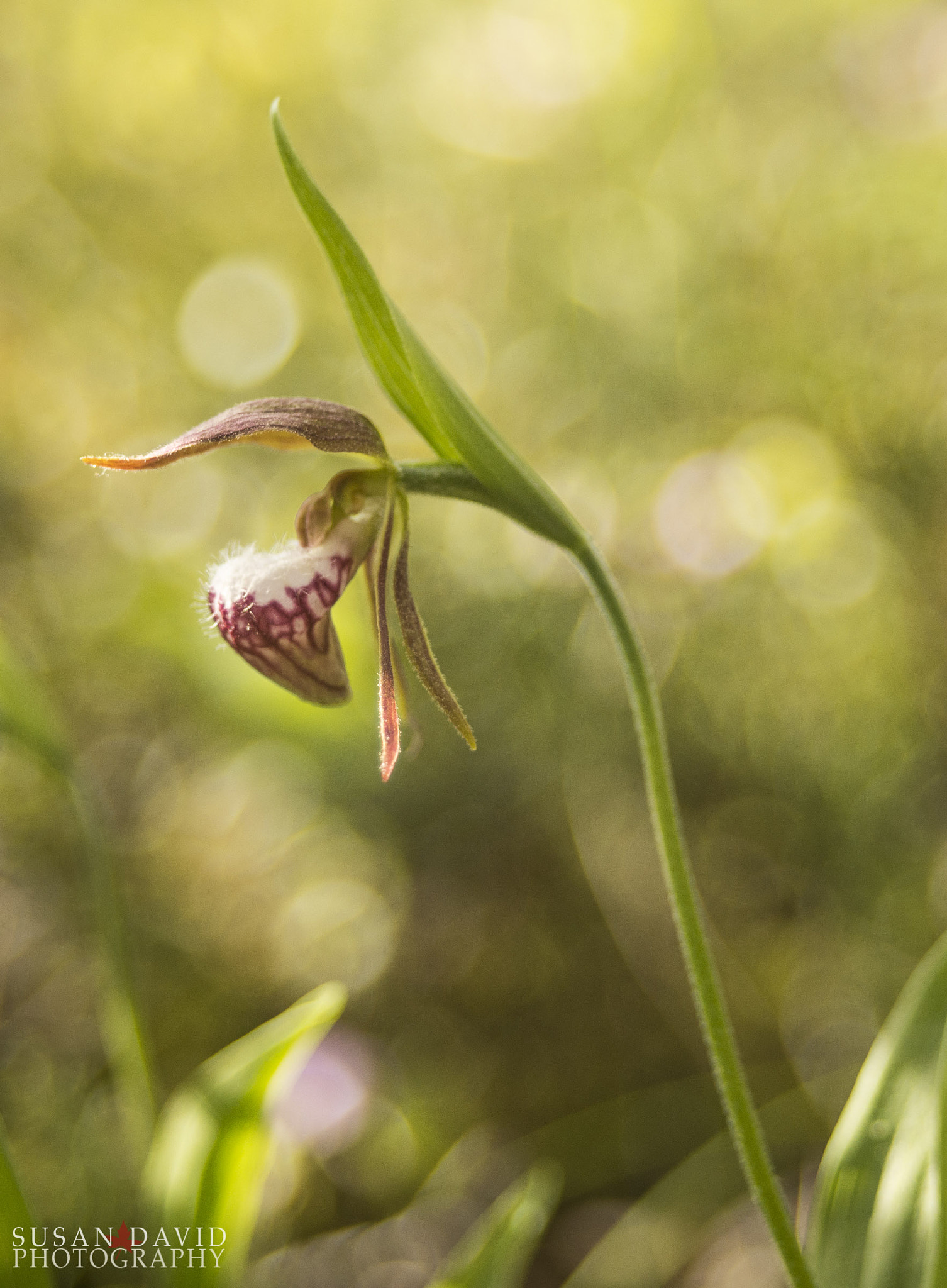 AF Zoom-Nikkor 35-70mm f/3.3-4.5 sample photo. Ram's head lady's slipper photography