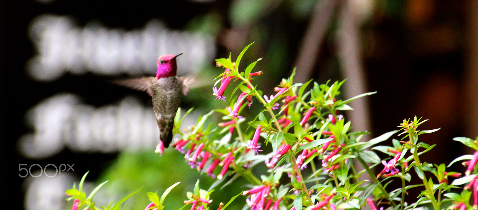 Sigma 18-250mm F3.5-6.3 DC OS HSM sample photo. Hummingbird hot pink photography