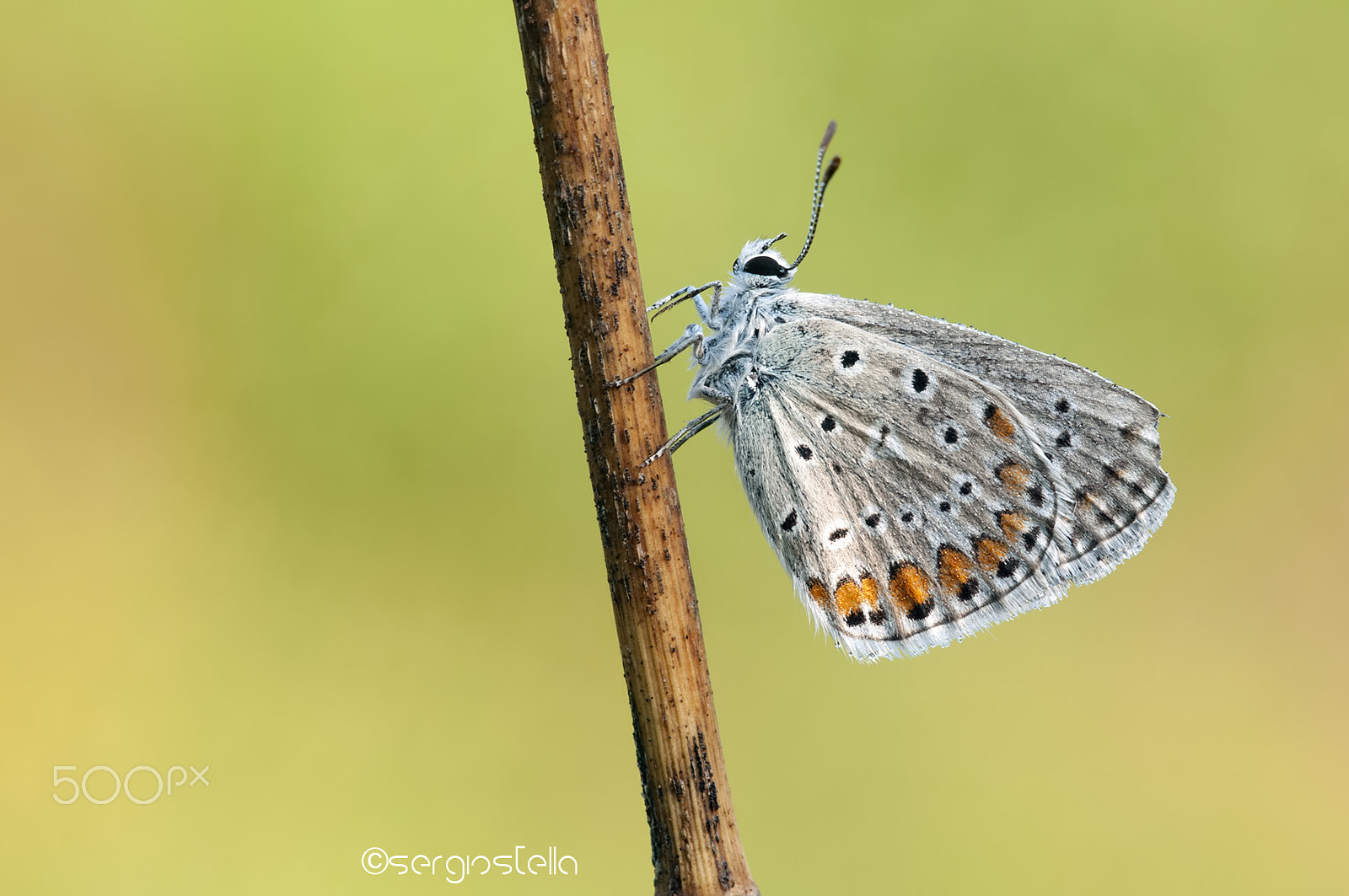 Nikon D90 + Sigma 150mm F2.8 EX DG Macro HSM sample photo. Summer morning____ photography