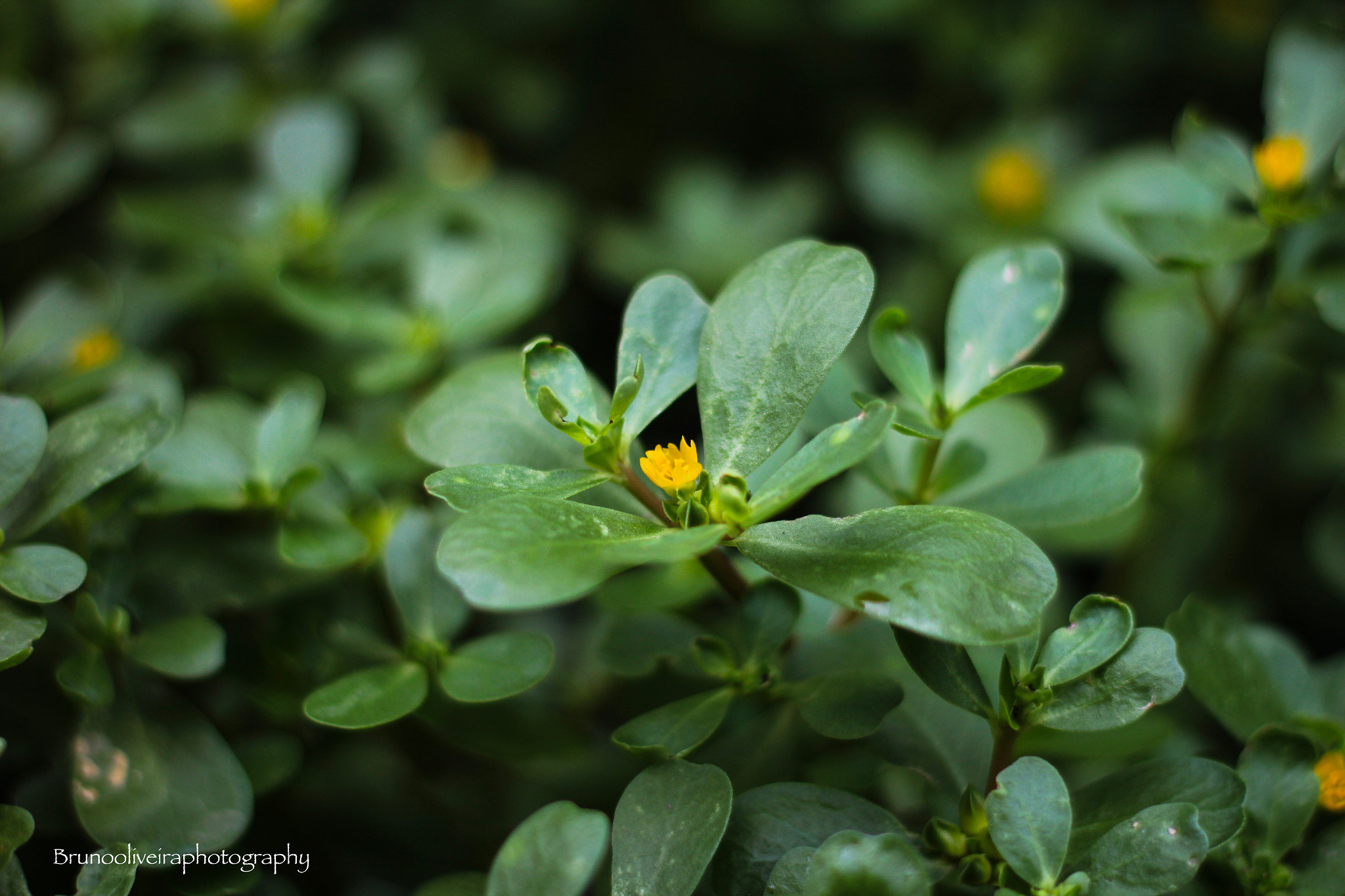 Canon EOS 1200D (EOS Rebel T5 / EOS Kiss X70 / EOS Hi) + Canon EF 50mm F1.8 II sample photo. Instagram: brunooliveiraphotography photography