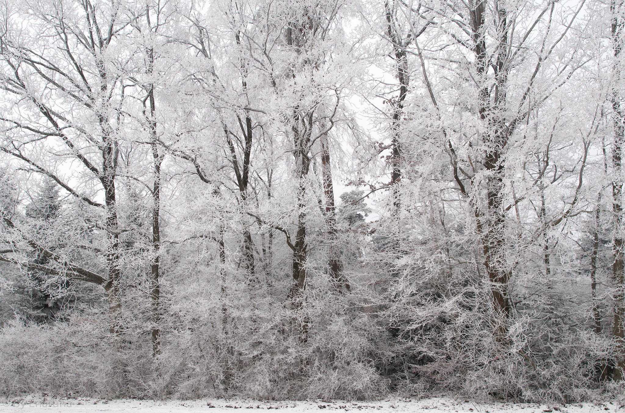 Nikon D300S + Nikon AF-S Nikkor 24mm F1.4G ED sample photo. White trees photography