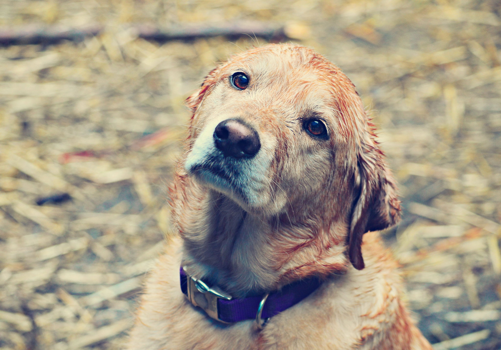 Nikon D3200 + AF Nikkor 28mm f/2.8 sample photo. Wet dog photography