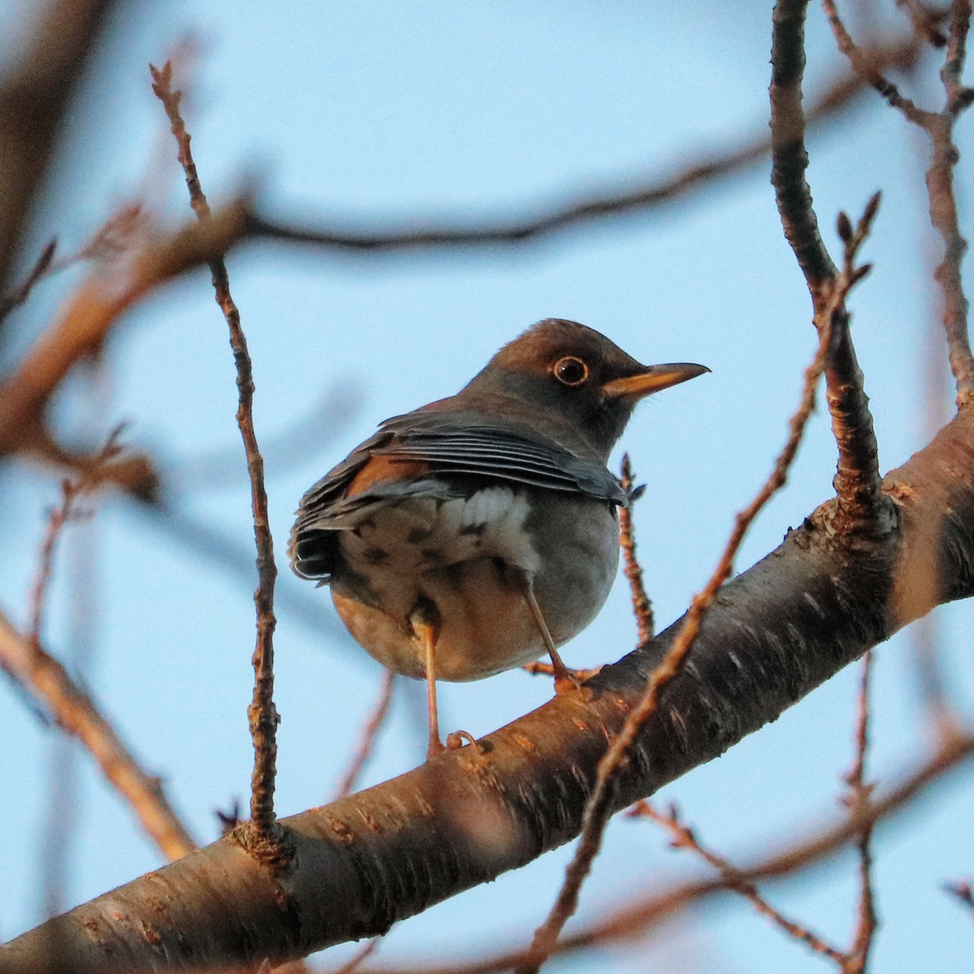 Canon EOS 750D (EOS Rebel T6i / EOS Kiss X8i) + Canon EF-S 55-250mm F4-5.6 IS STM sample photo. Pale thrush photography