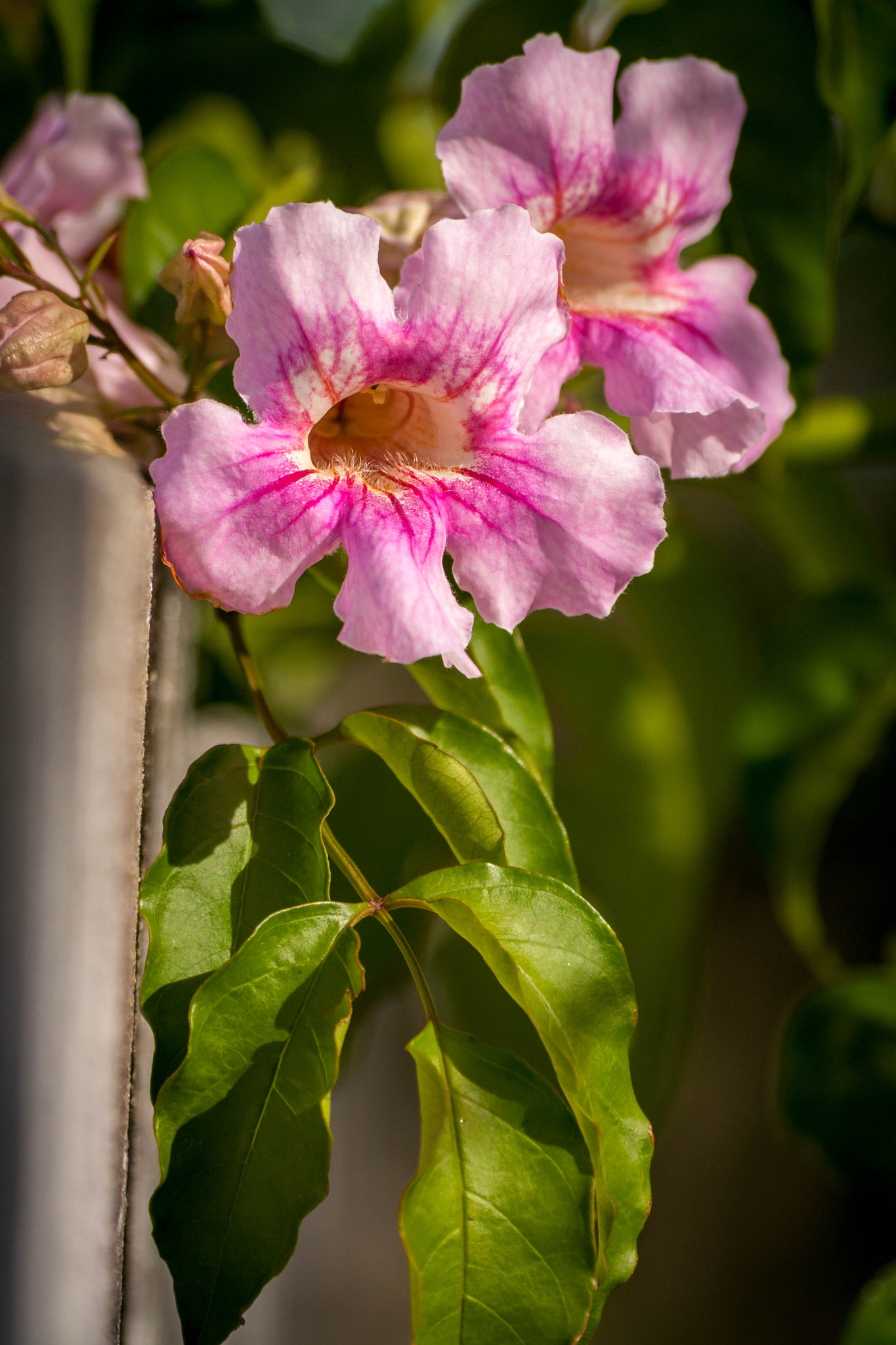 Canon EOS 1000D (EOS Digital Rebel XS / EOS Kiss F) + Sigma 70-300mm F4-5.6 APO DG Macro sample photo. Pink flowers photography