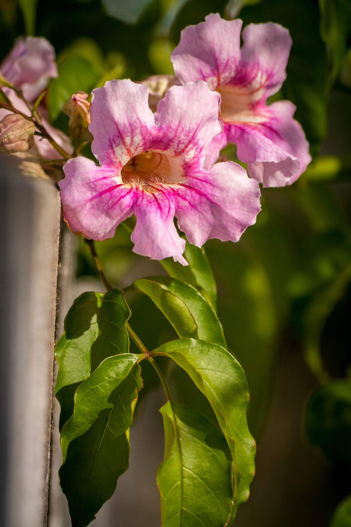 Sigma 70-300mm F4-5.6 APO DG Macro sample photo. Pink flowers photography