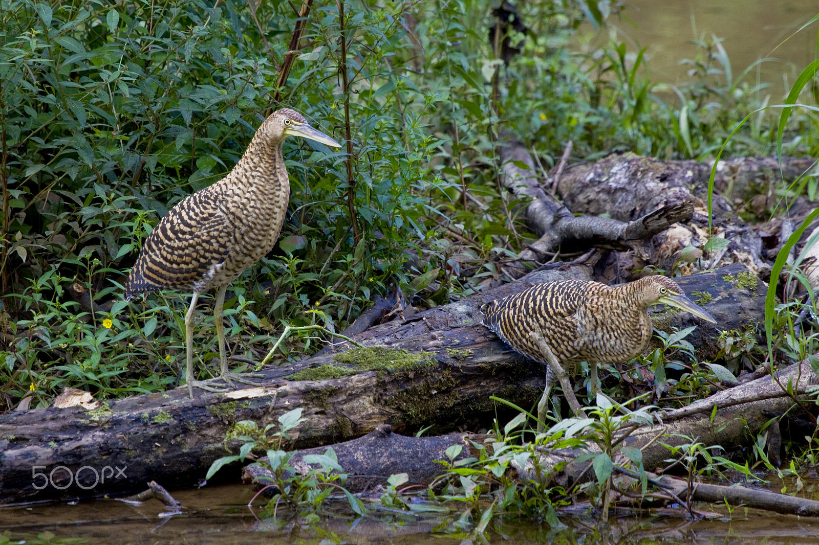 Canon EF 100-400mm F4.5-5.6L IS USM sample photo. Follow my lead photography