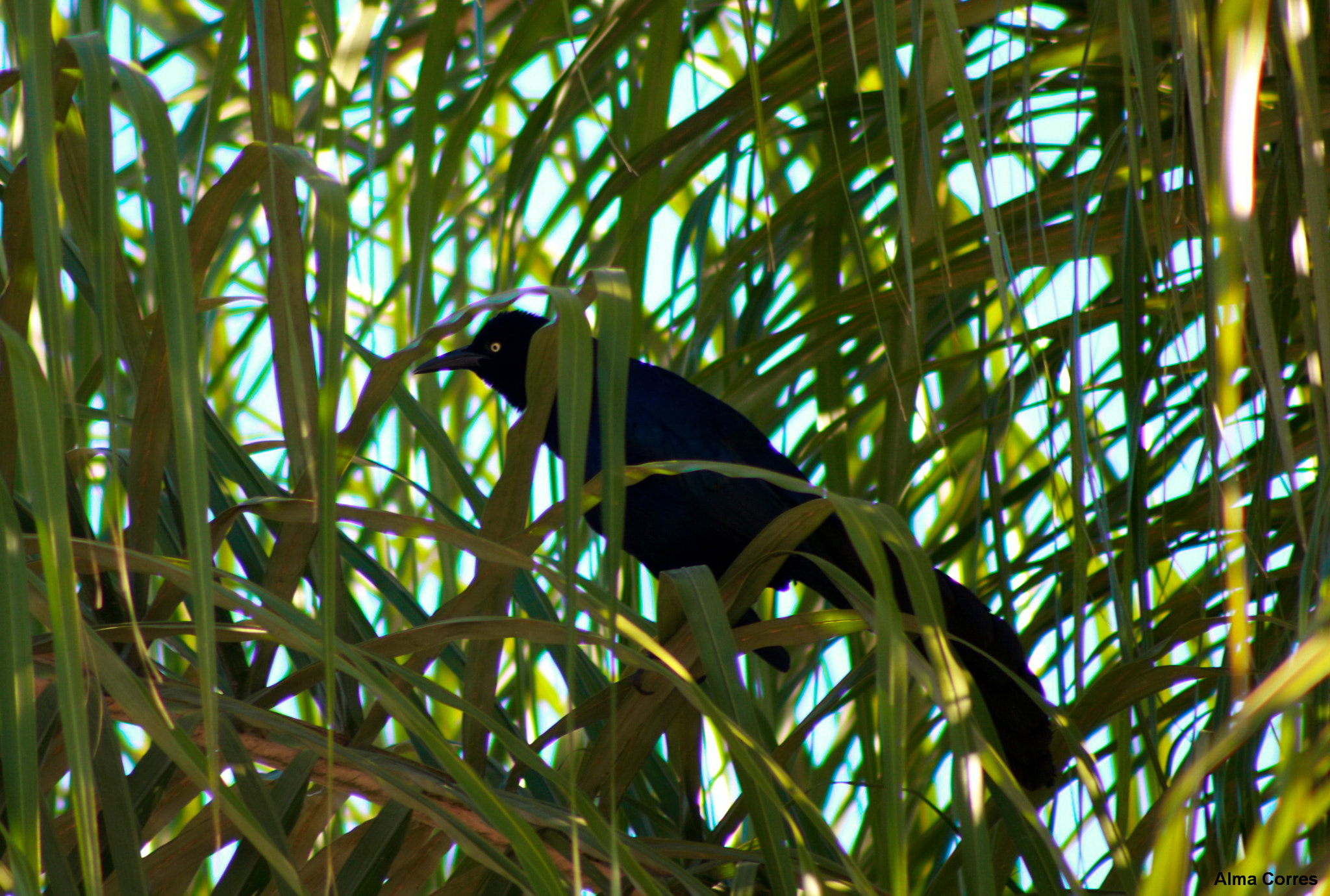 Canon EF 75-300mm f/4-5.6 USM sample photo. My zanate bird photography